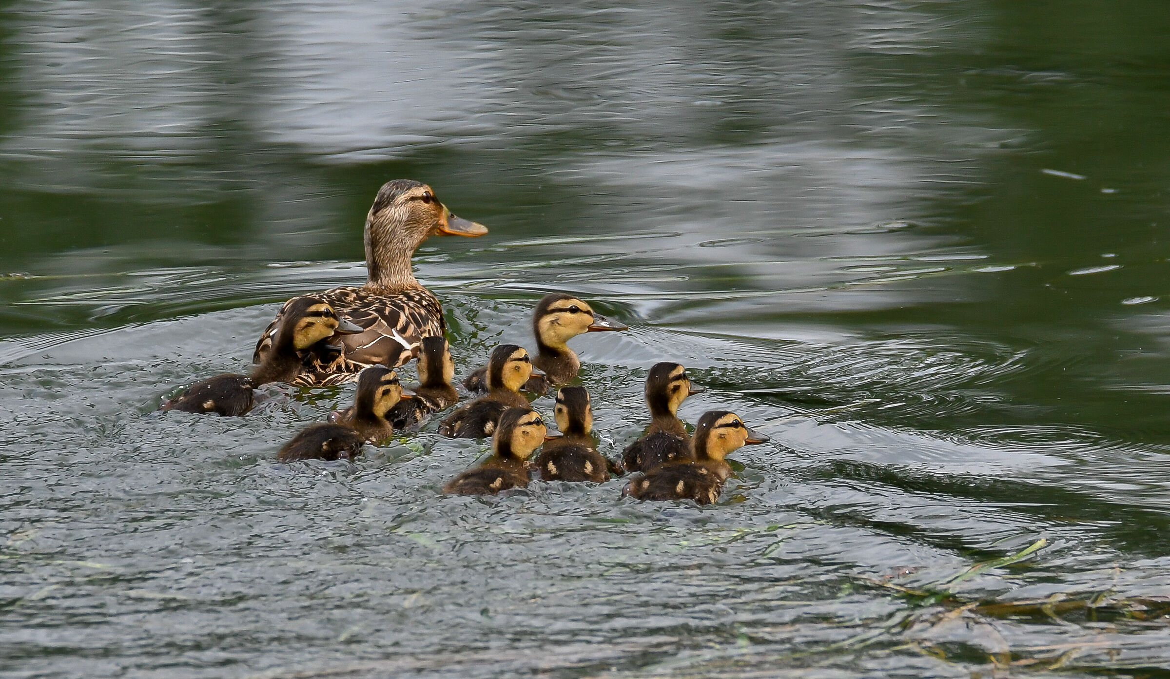 Famiglia al completo