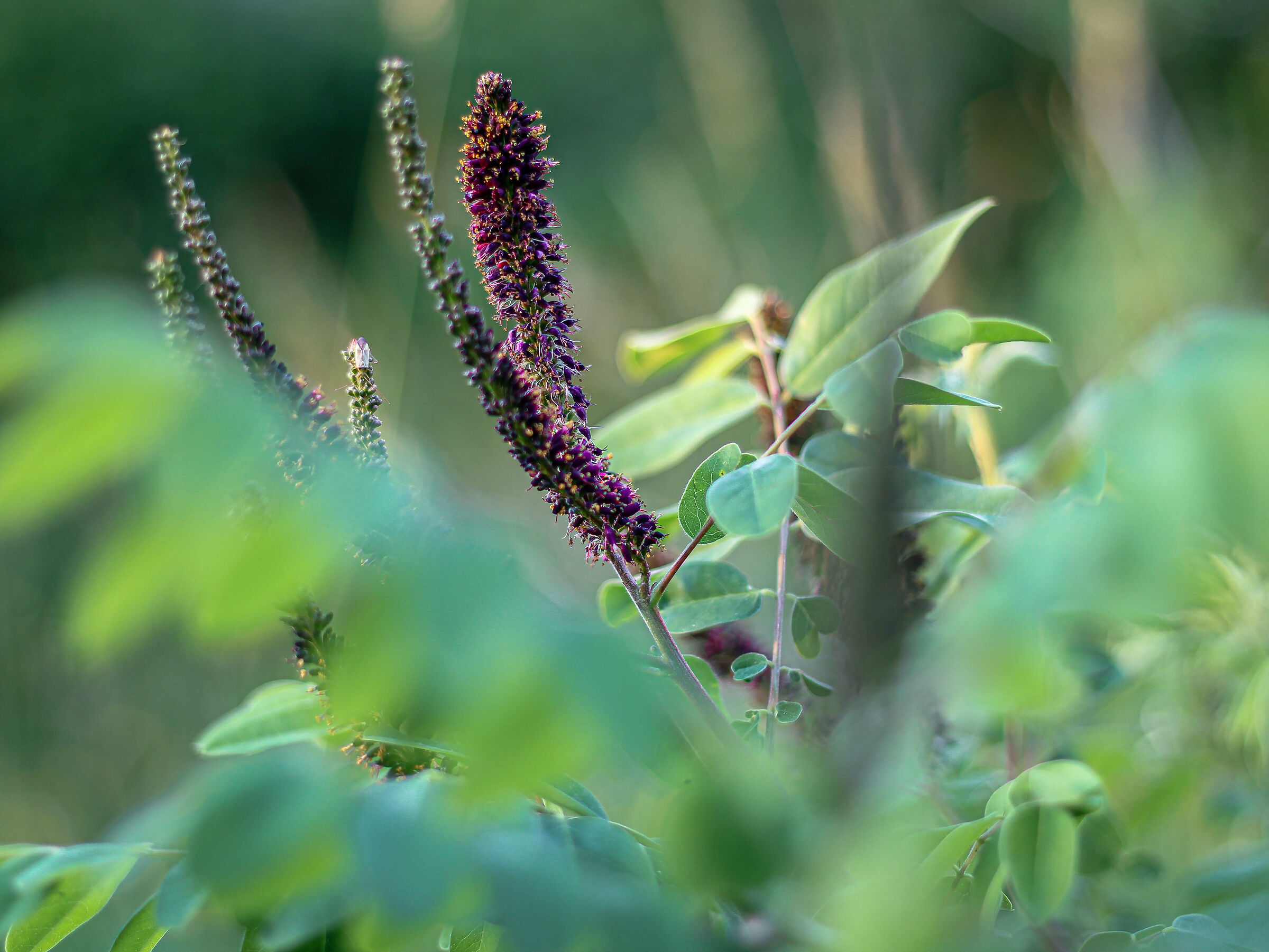 Purple in golden hour