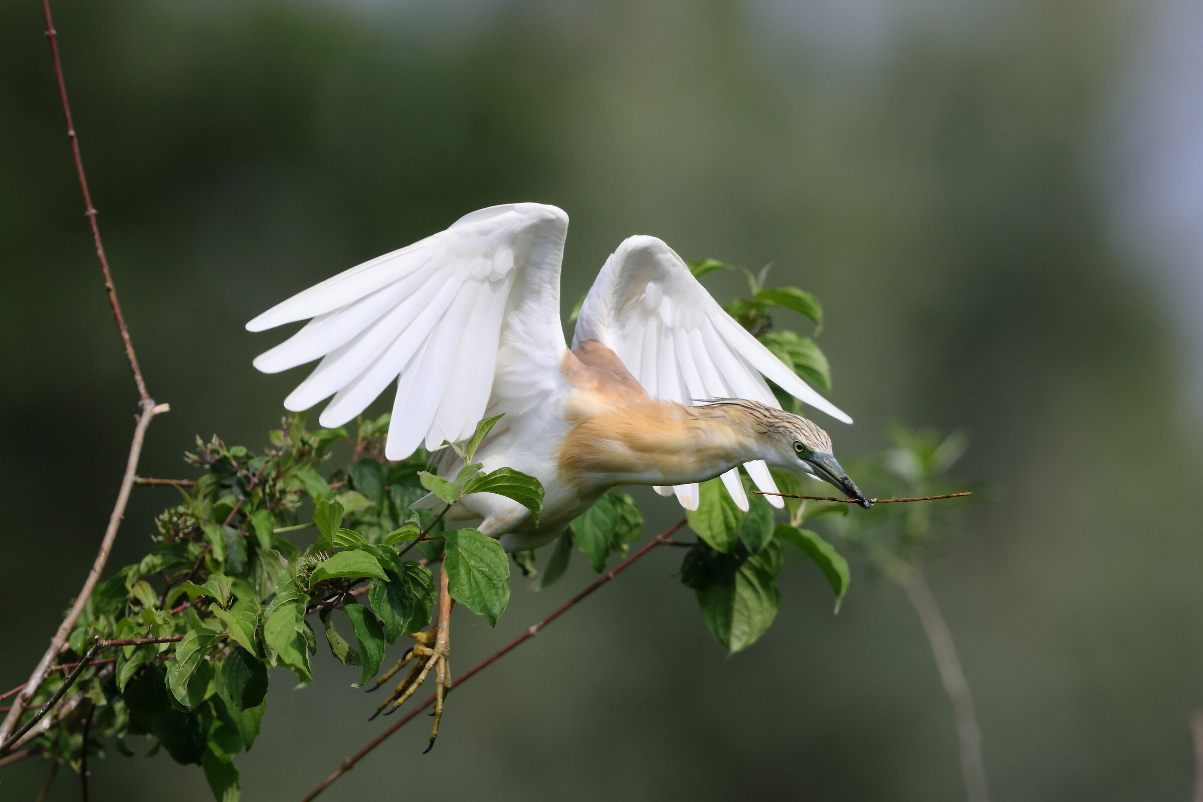 Sgarza ciuffetto (Ardeola ralloides)