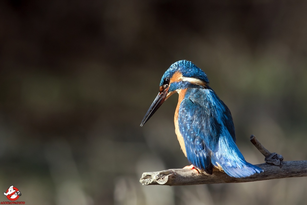 kingfisher 2