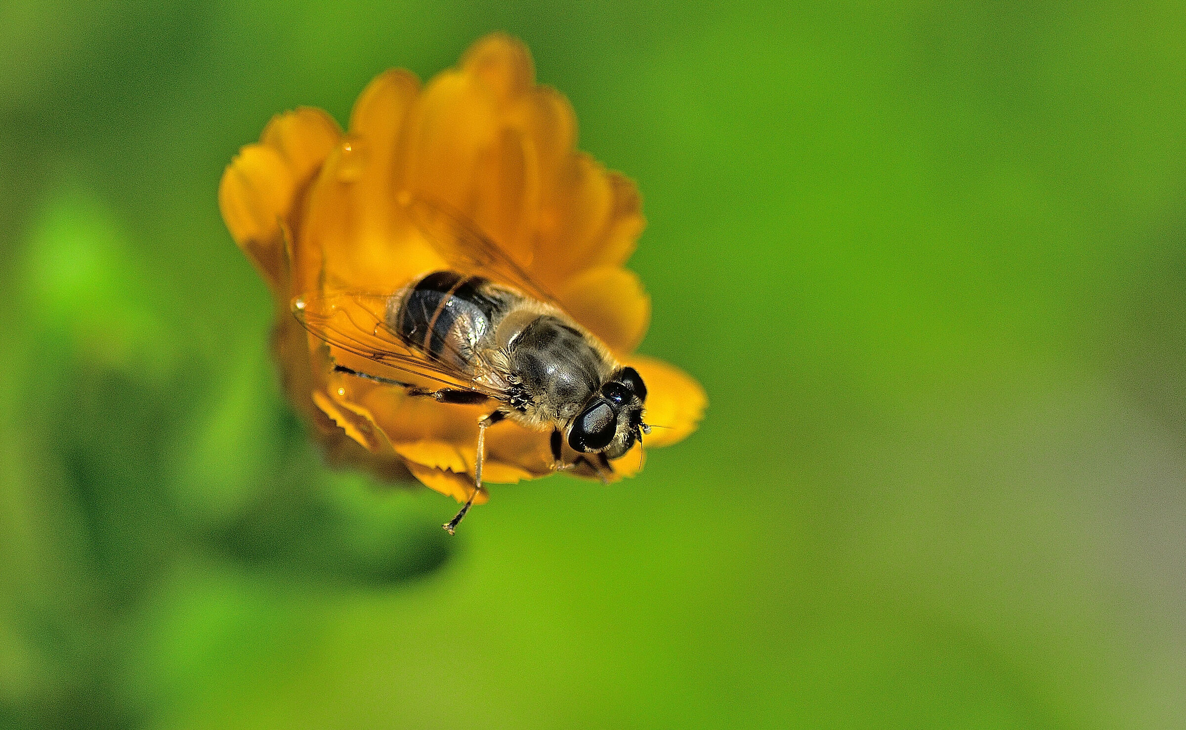 Always in the foreground...