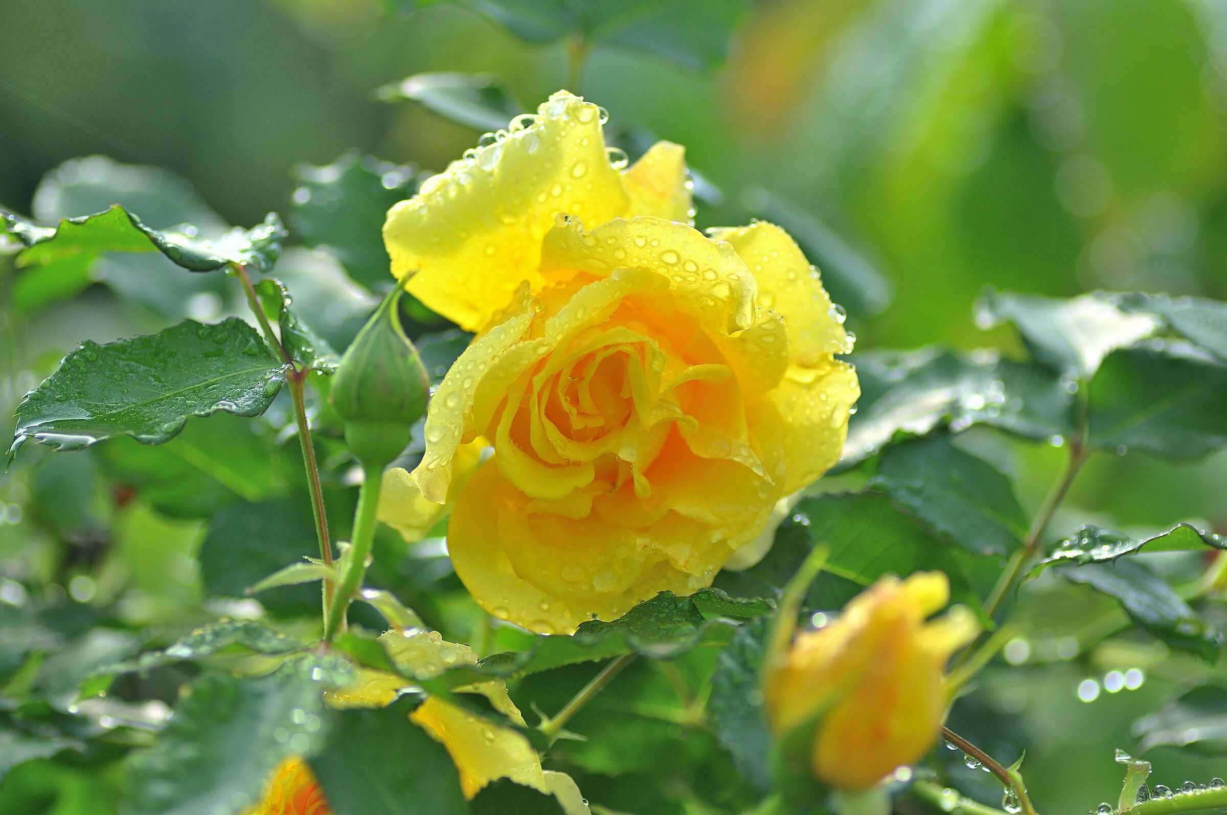 My first May Rose...