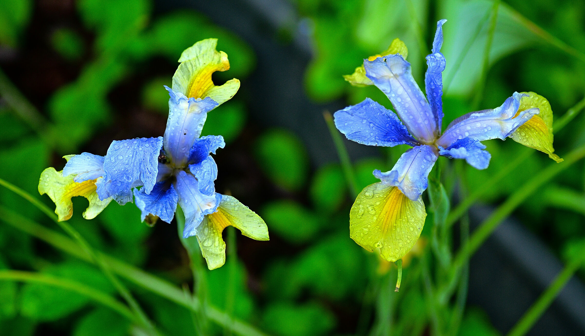 IRIS after the Storm...