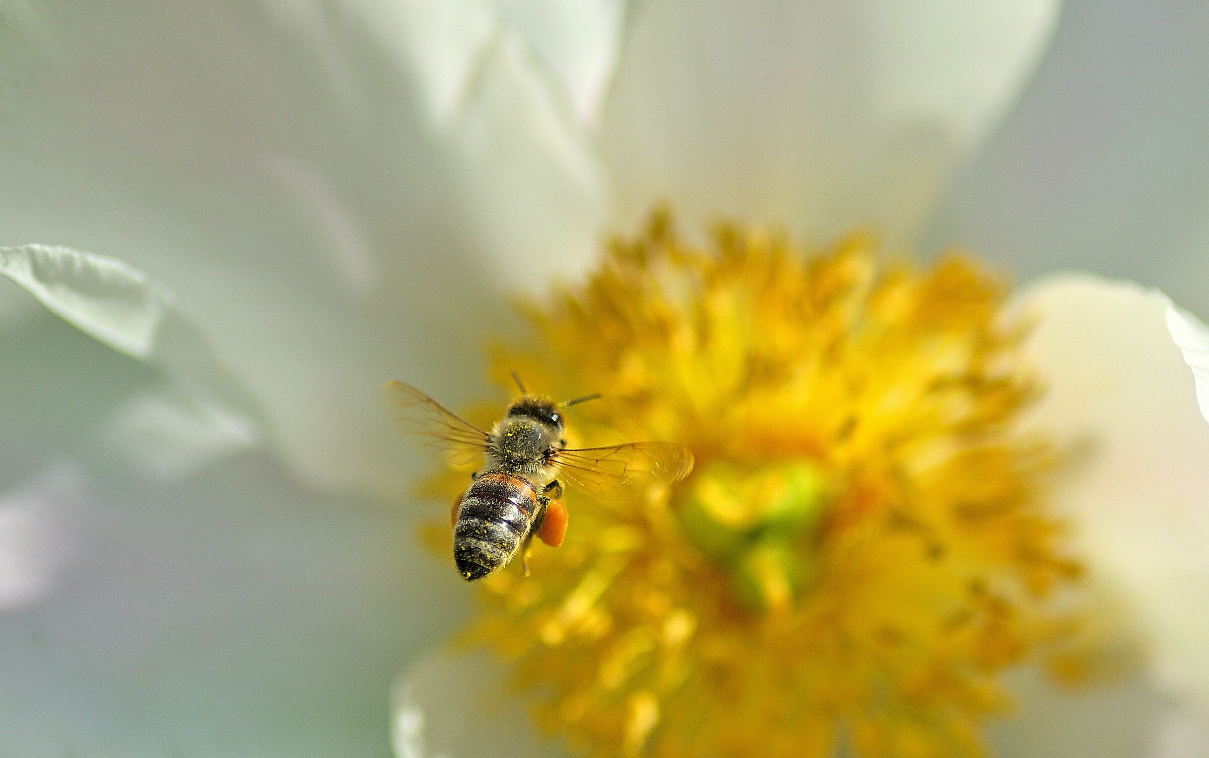 His favorite Flower...