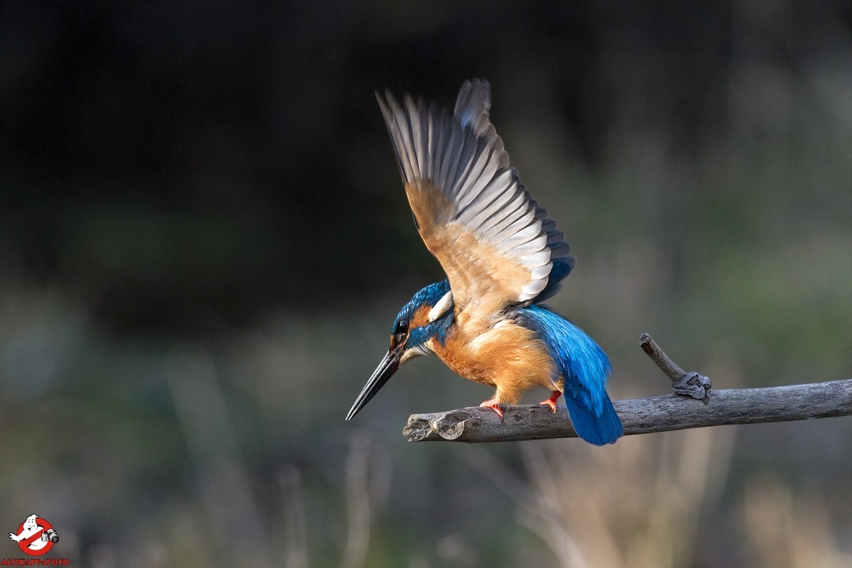 kingfisher leaving