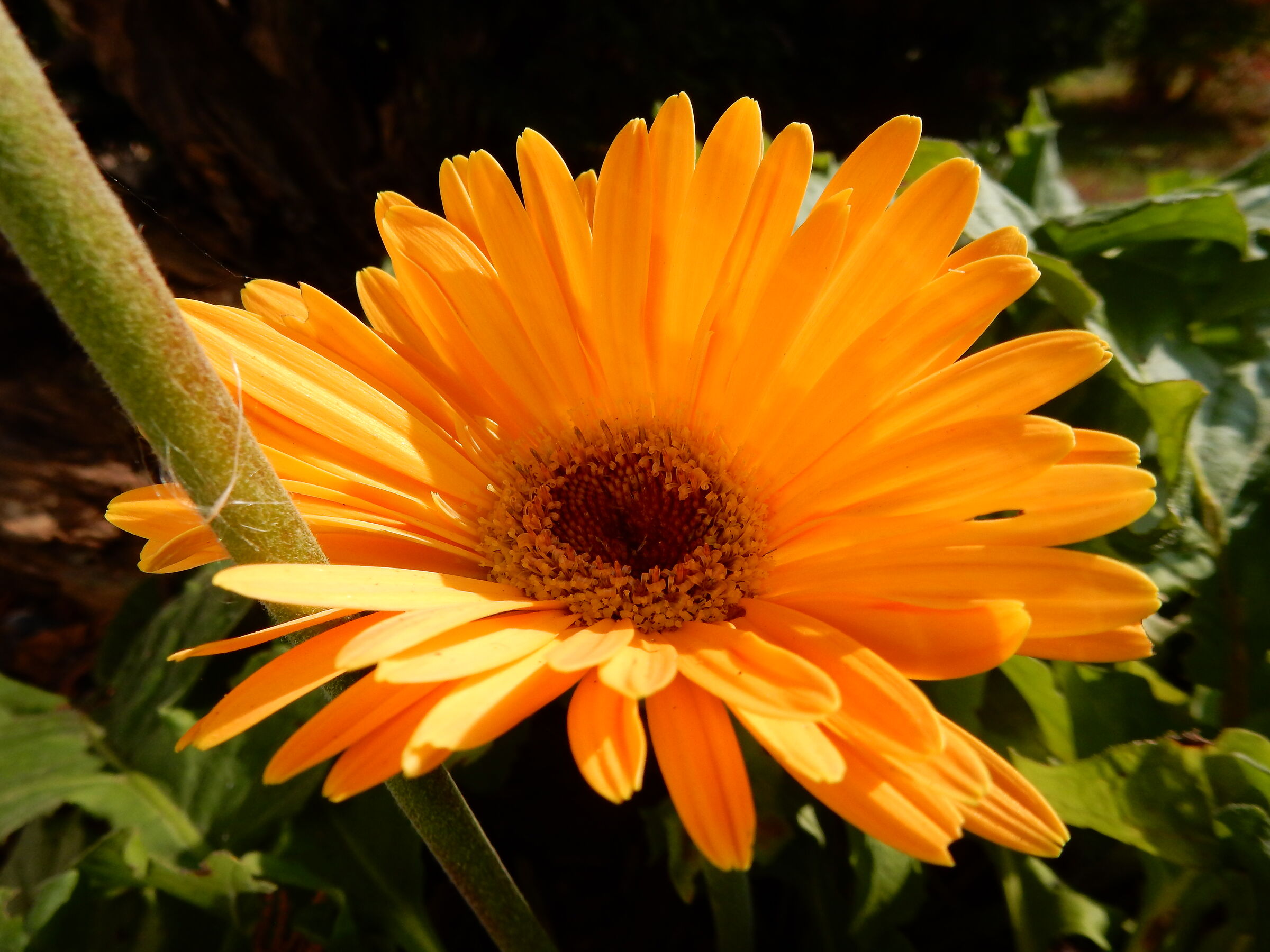 Il mio colore preferito..