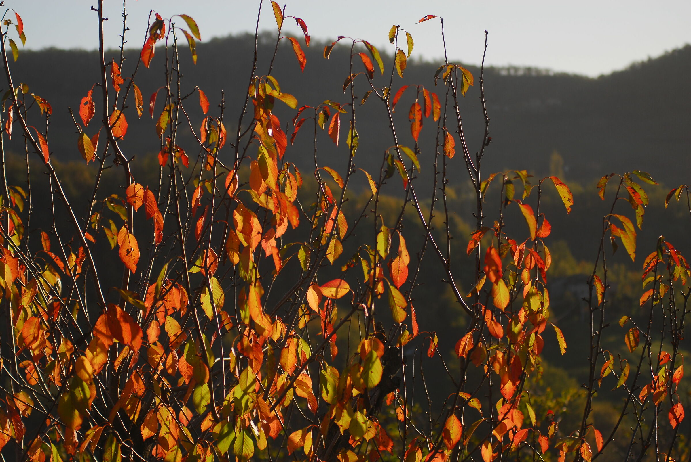 Novembre a colori...
