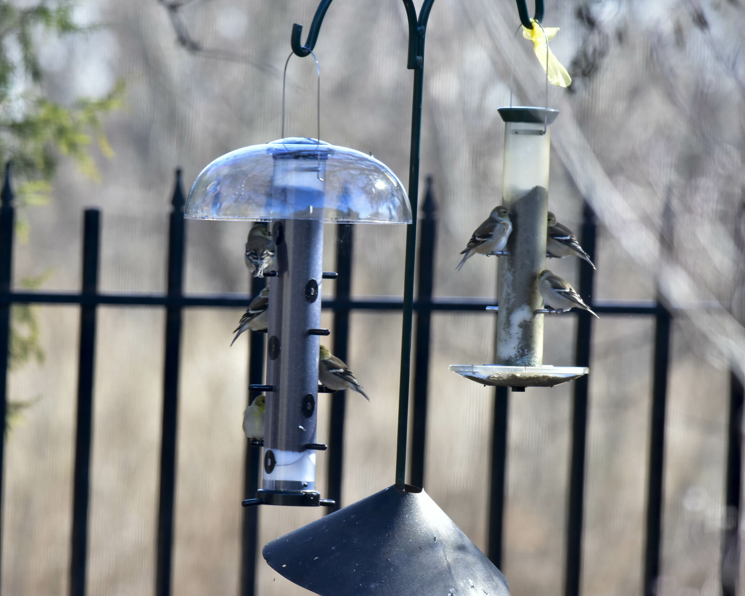American Gold Finch in winter plumage