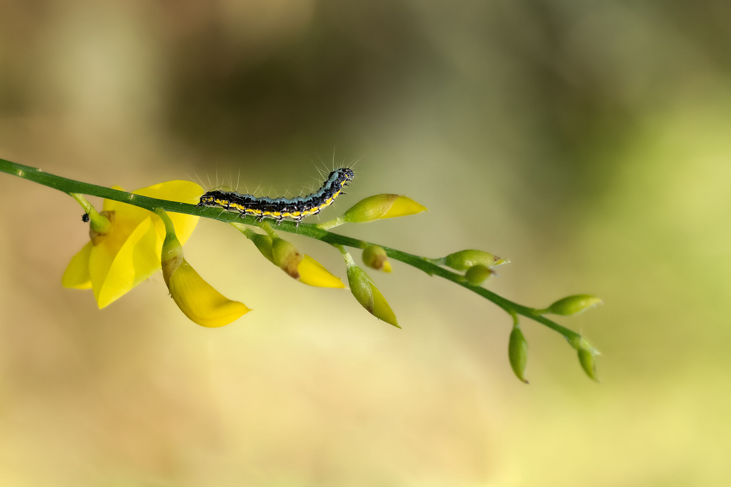 Bruco in avanscoperta