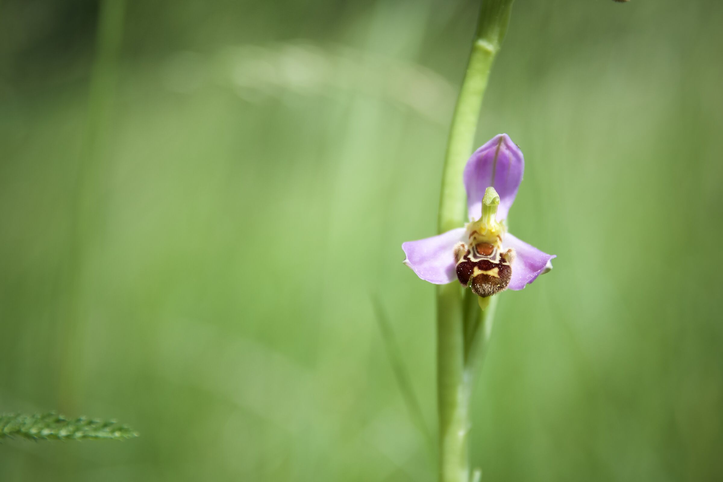 Apifer ophrys