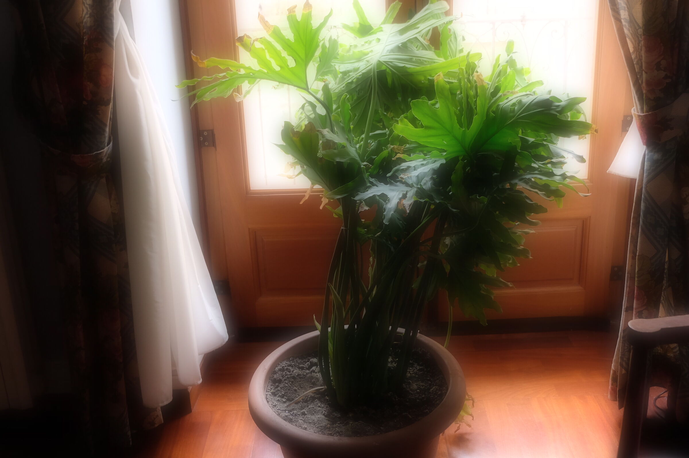 pianta
