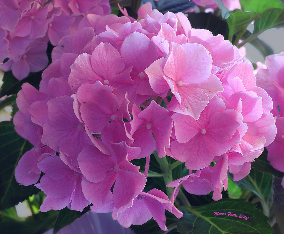 Pink flowers for you