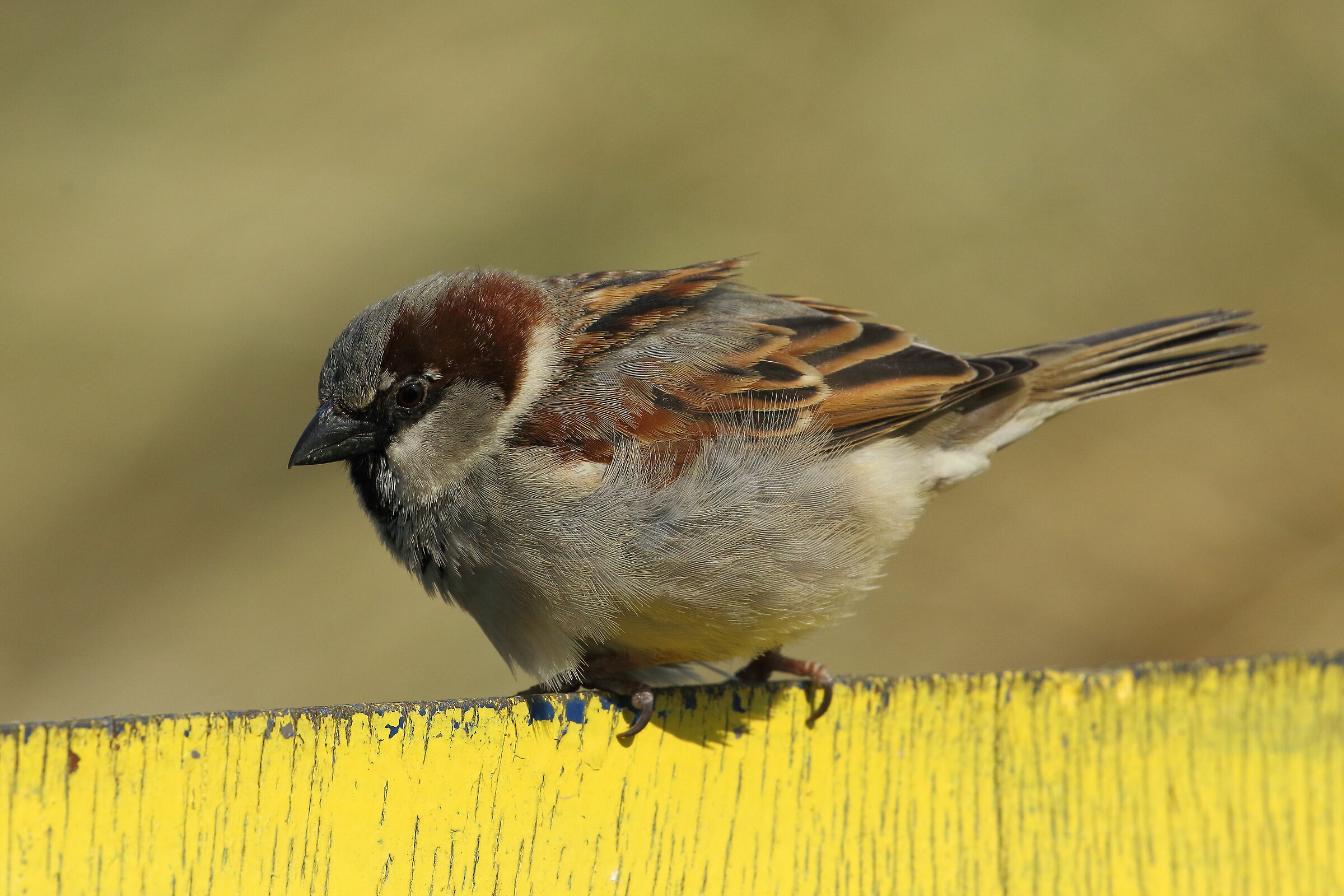 male of European Passera