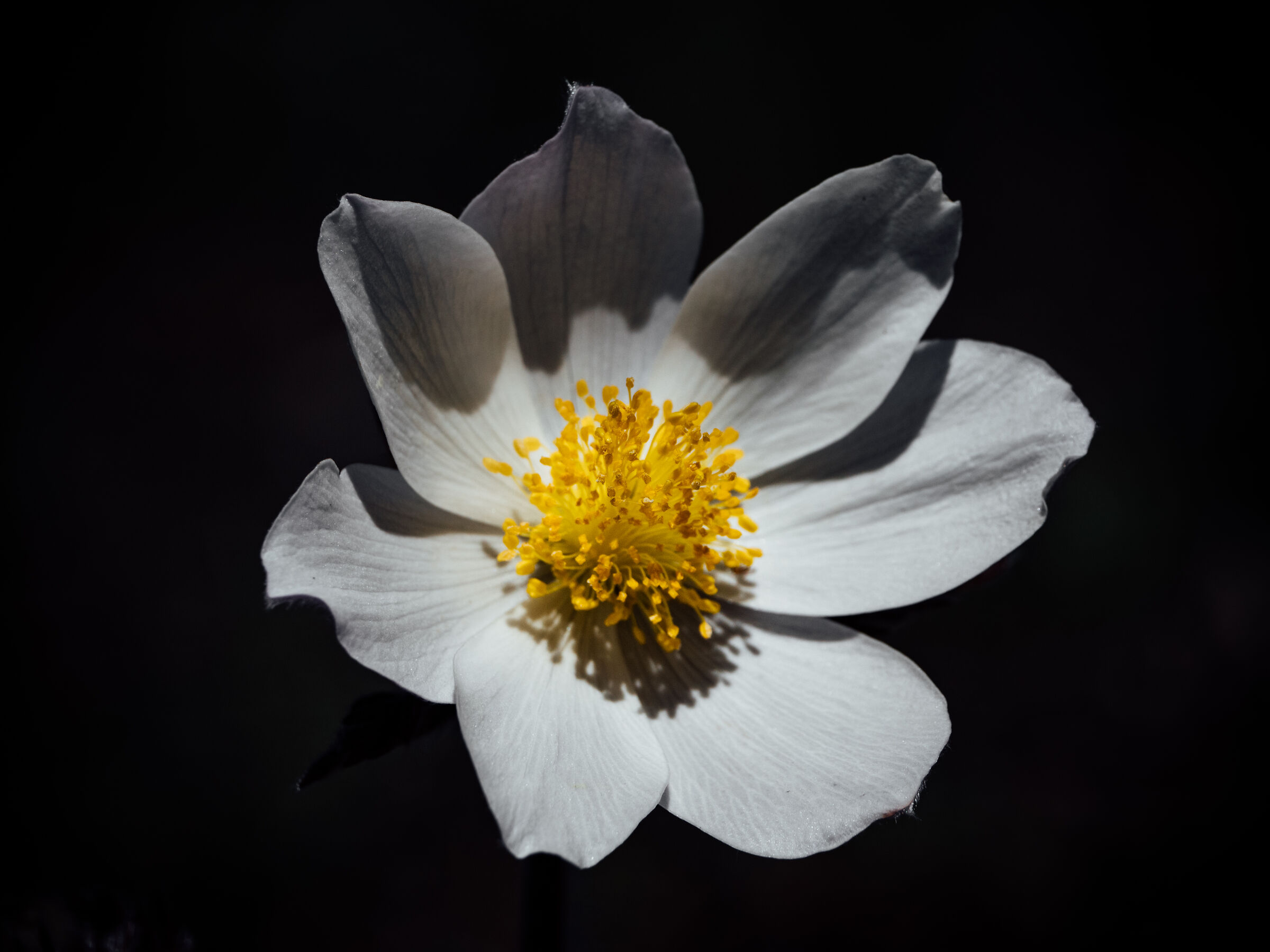 Alpine Anemone