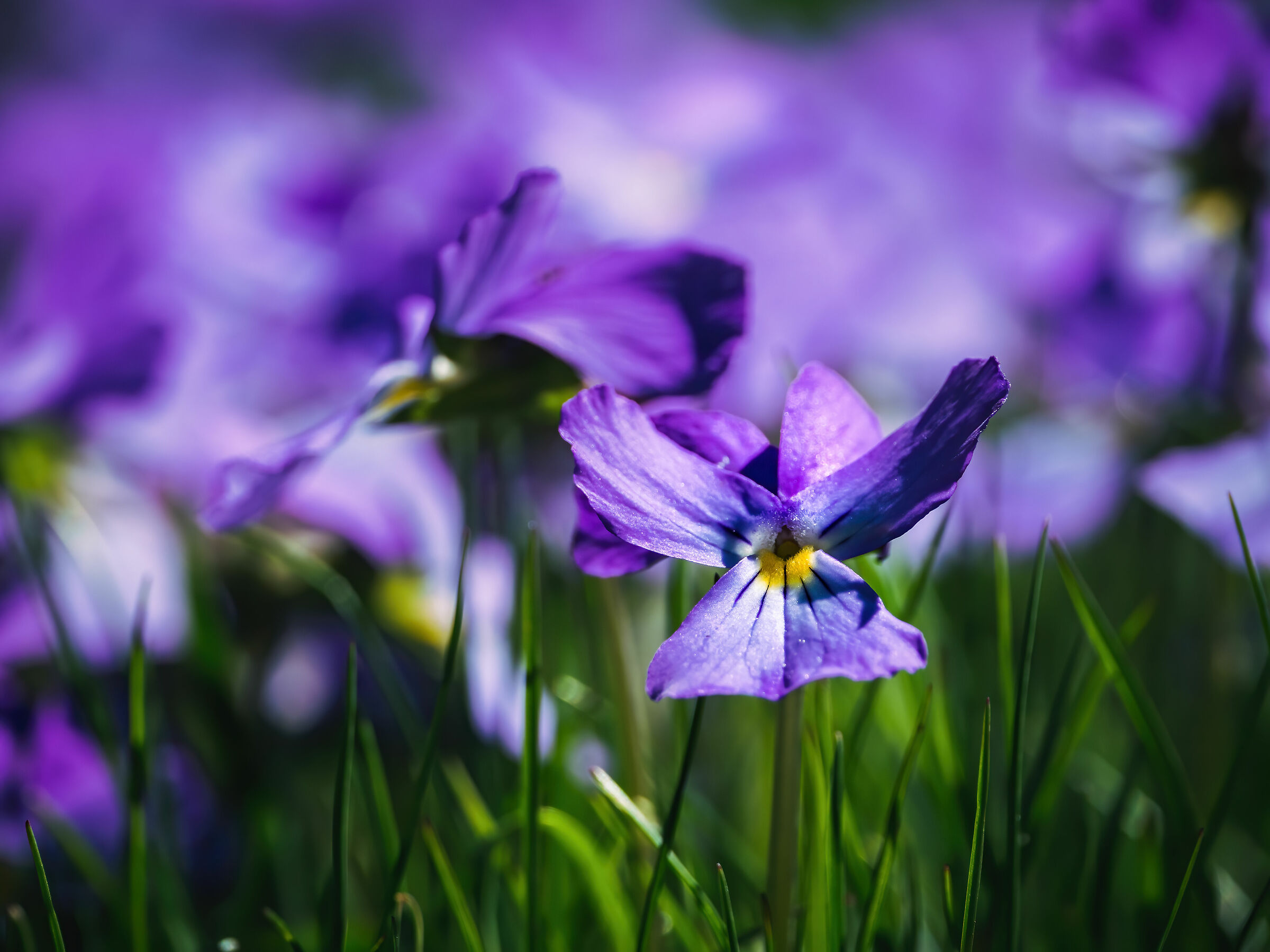 Mountain Violets