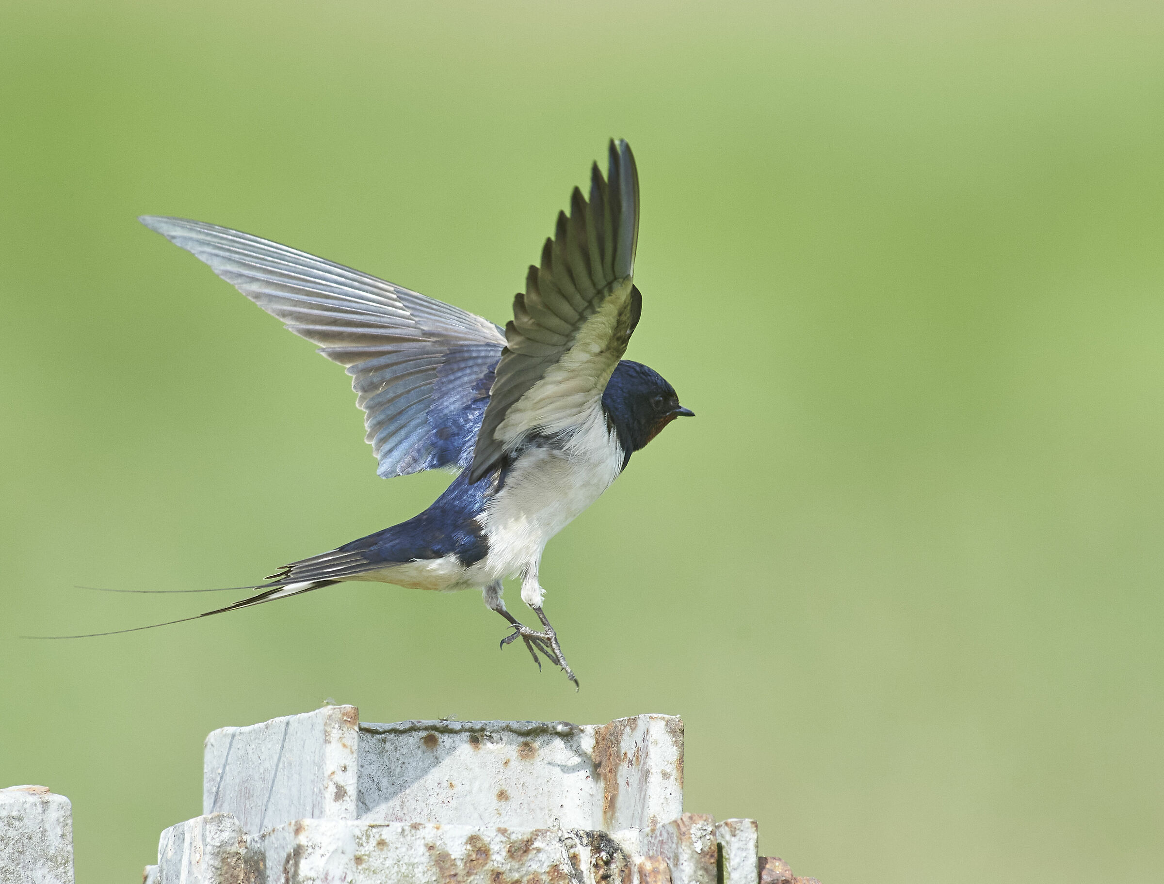 Atterraggio per rondine del fienile