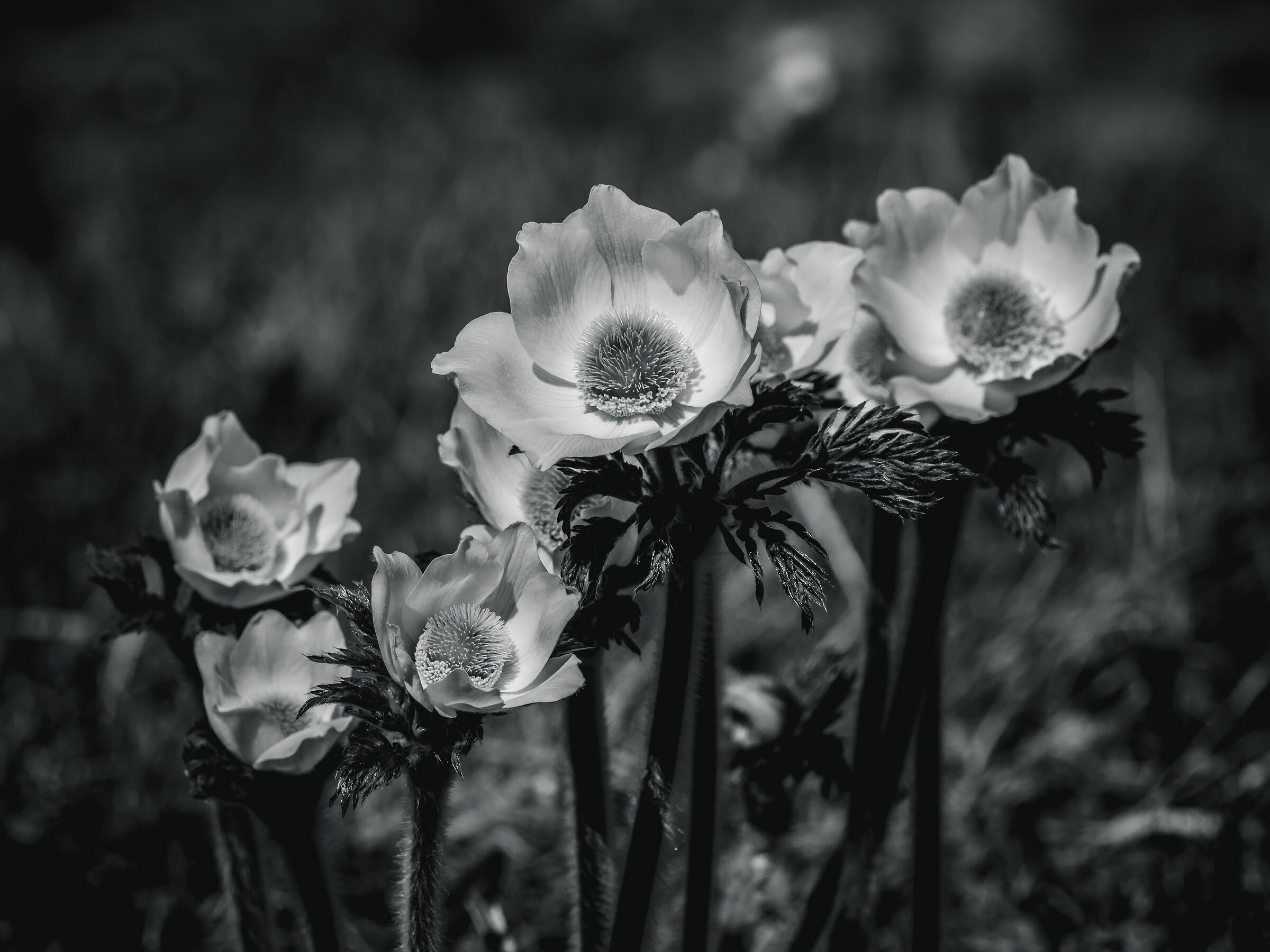 B&W anemones