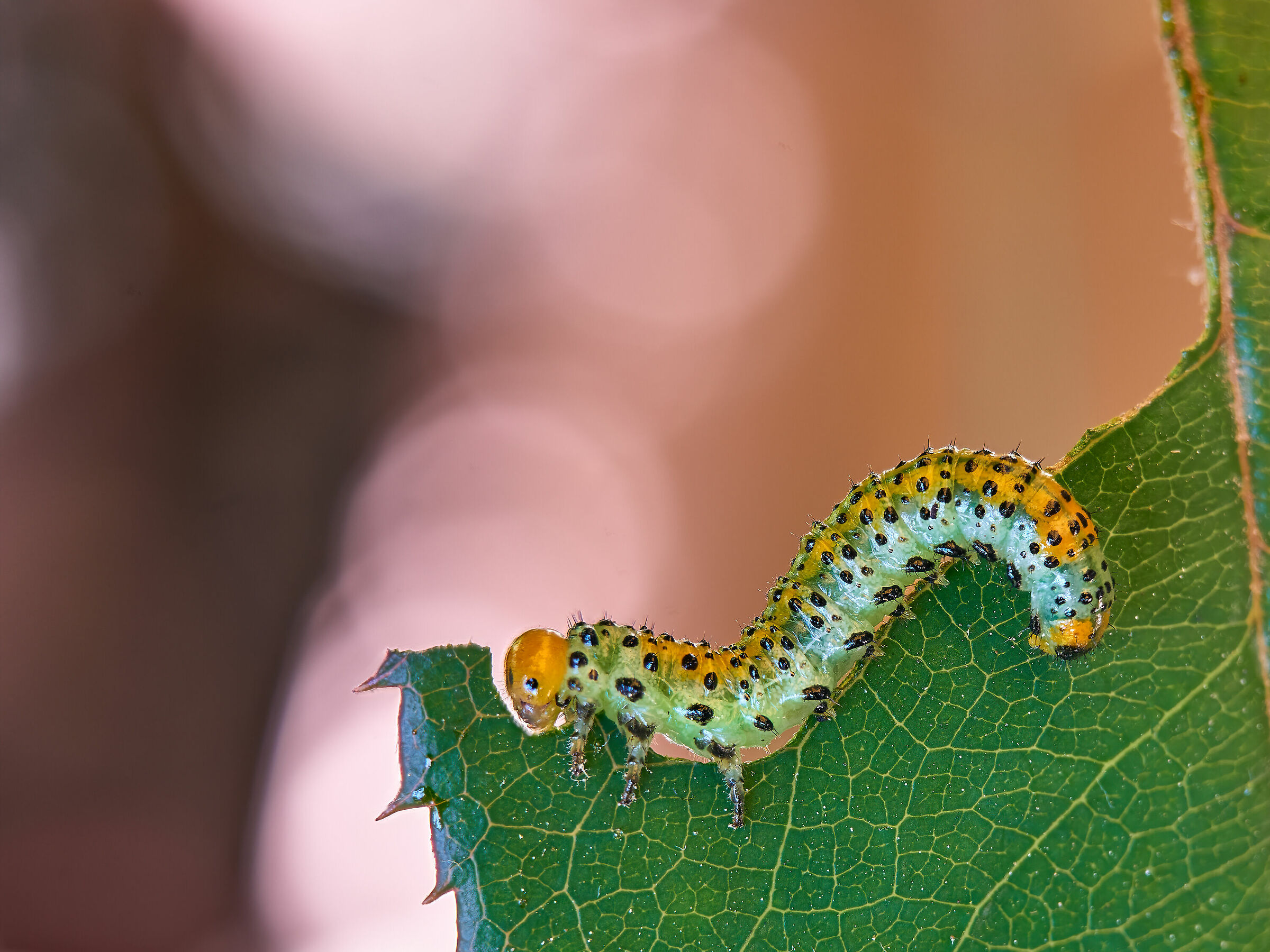 Caterpillar