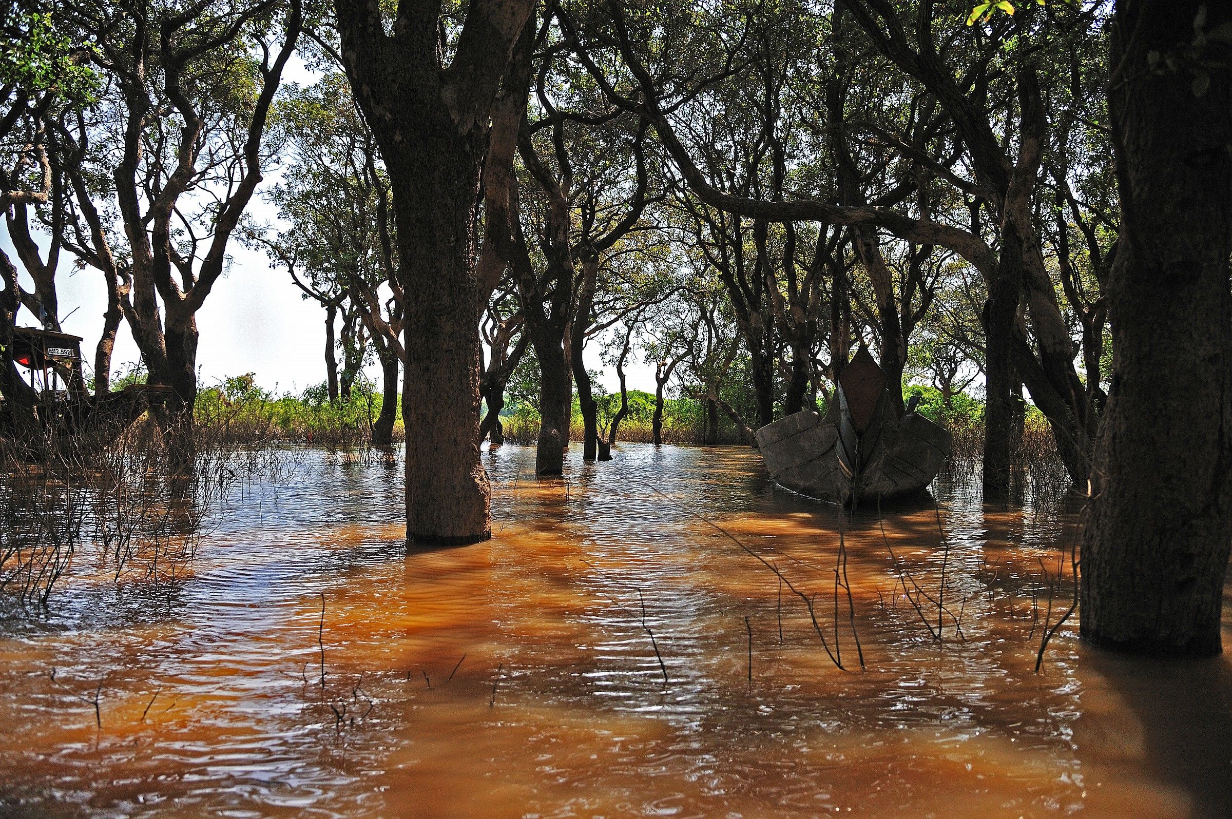 Tra gli alberi, sul Mekong. Cambogia