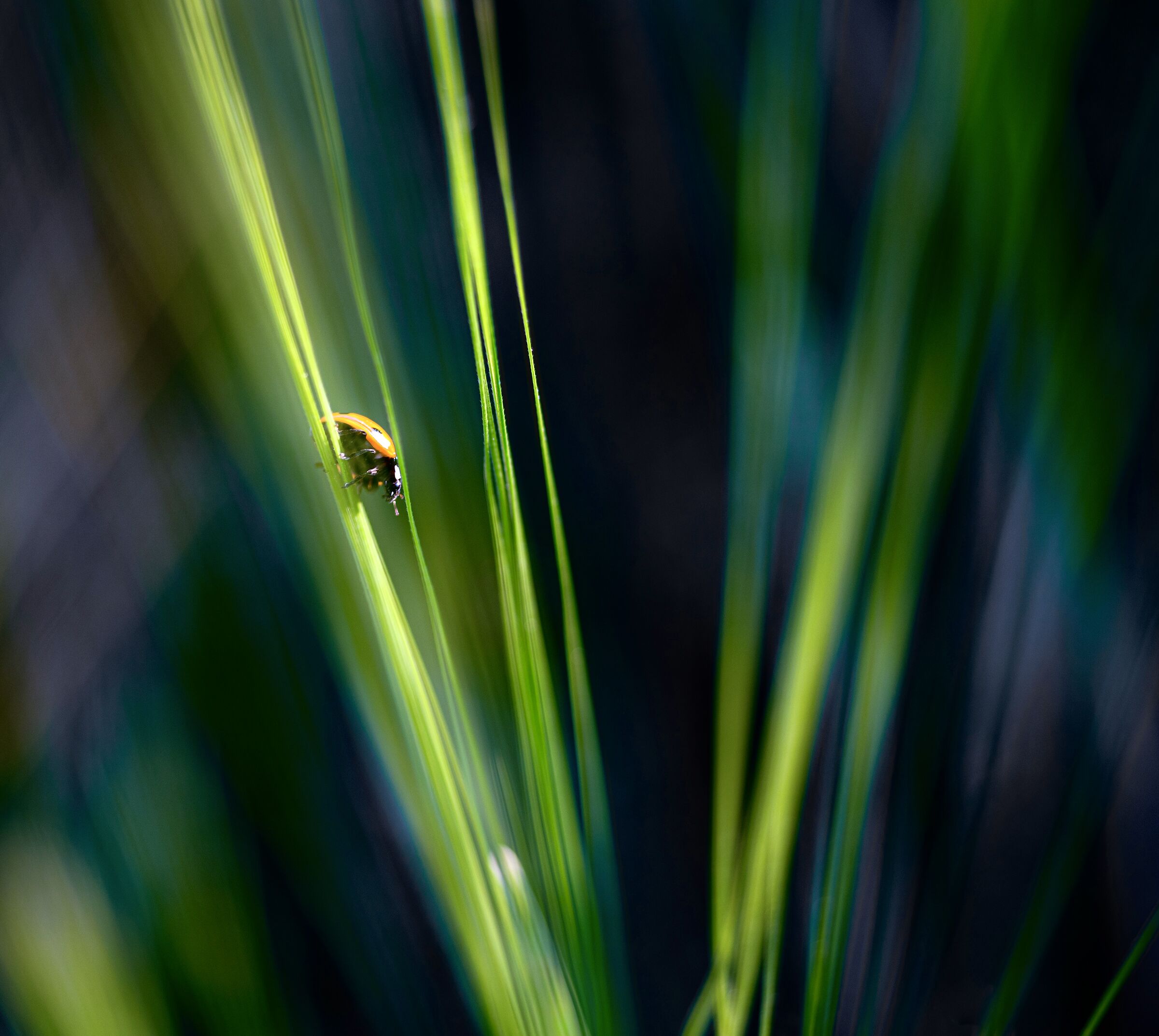 Lights and shadows in barley