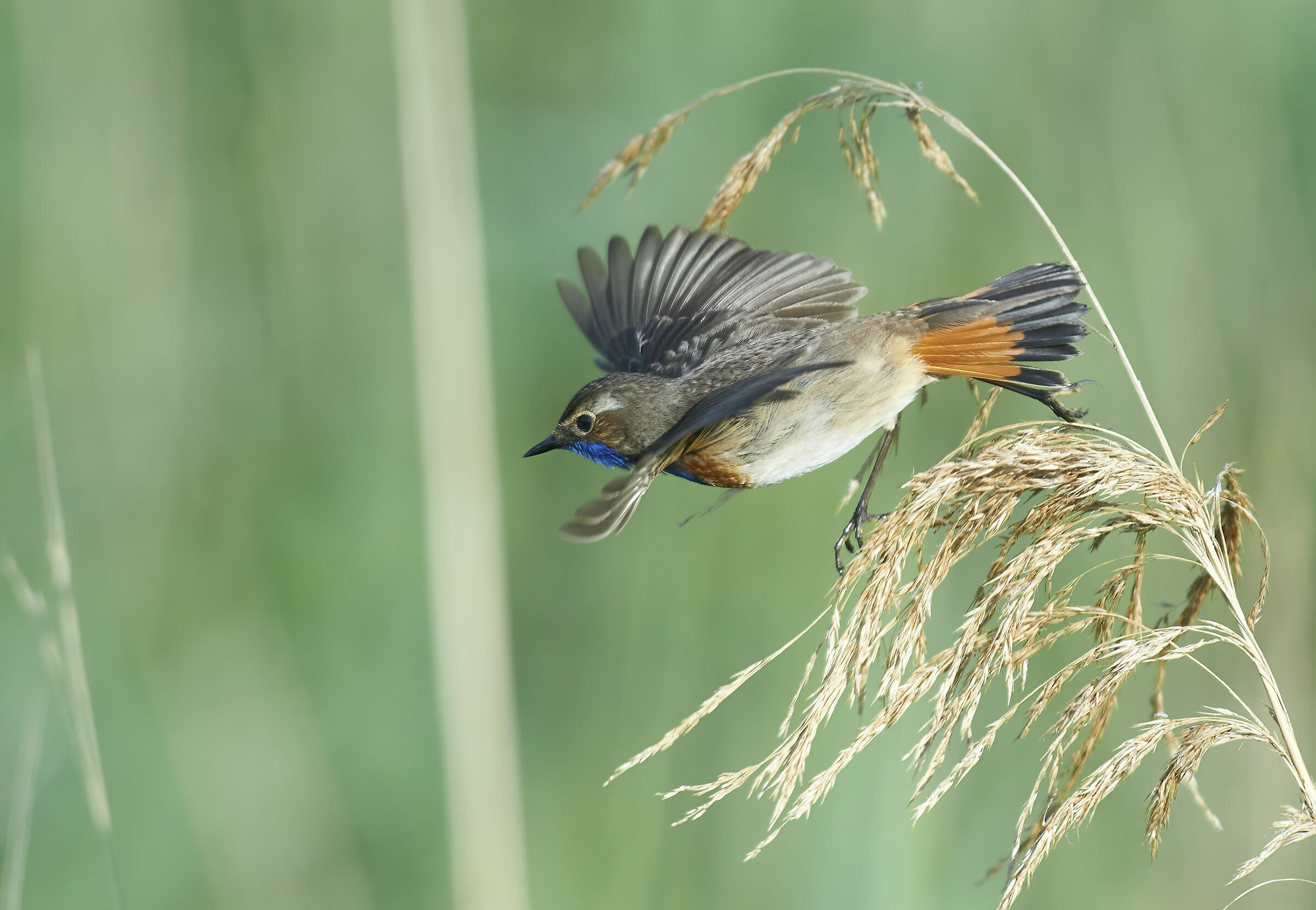 Bluethroat