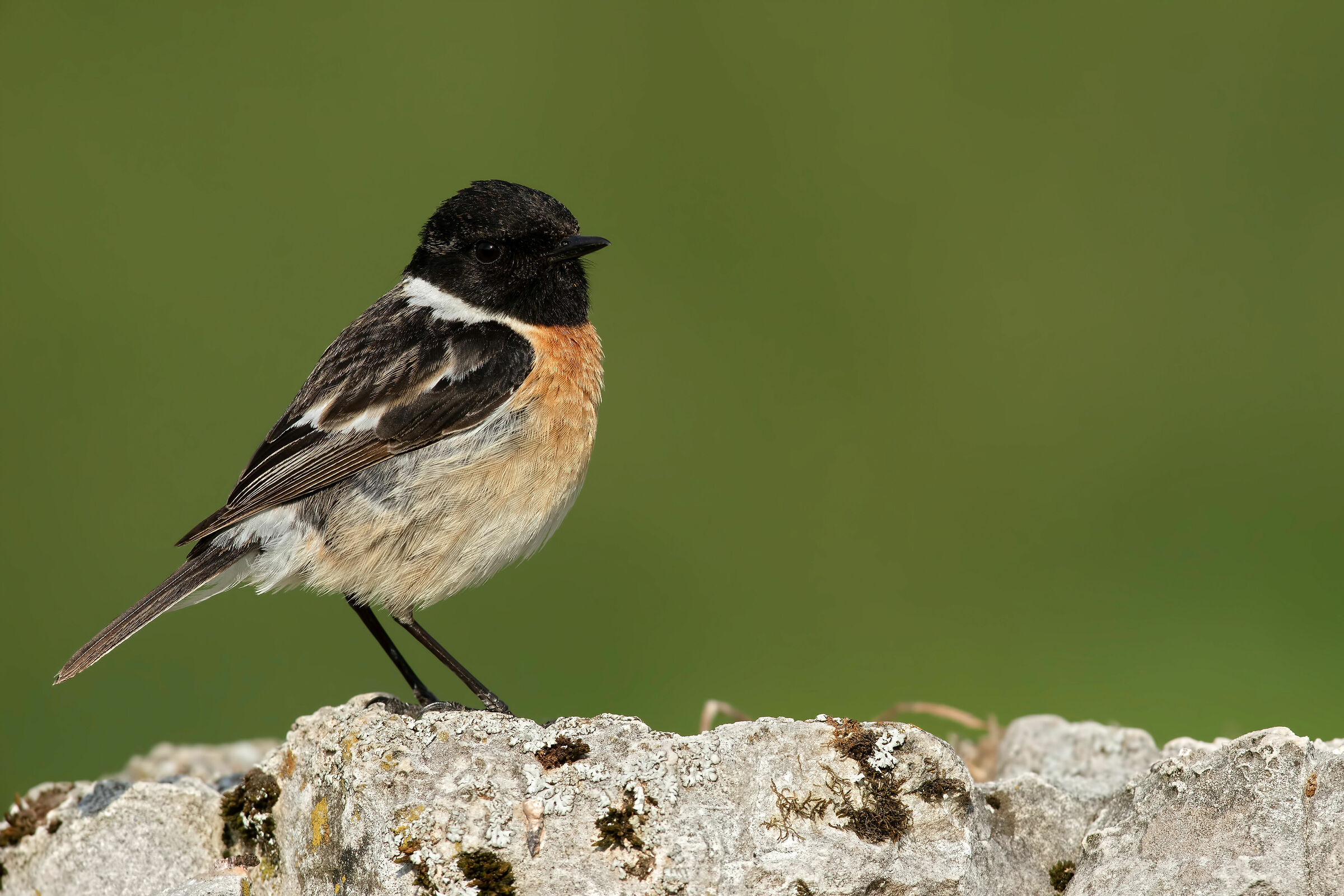 Saltimpalo - European Stonechat