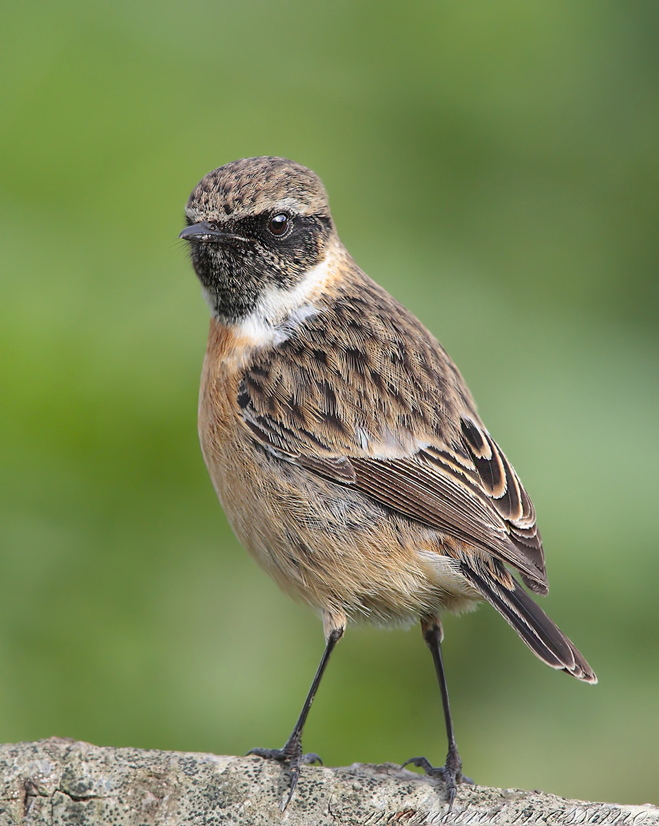 Saltimpalo (Saxicola torquata)