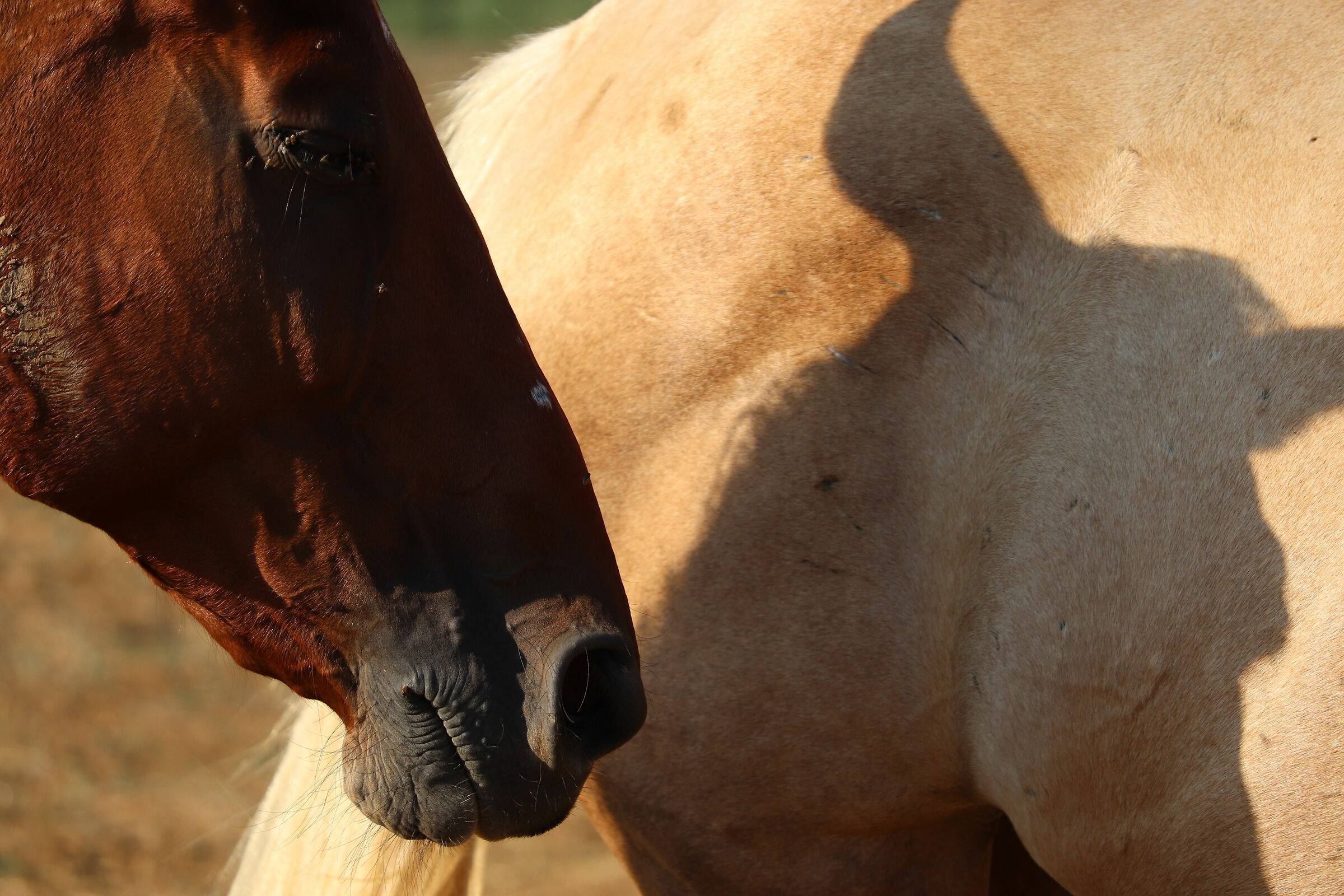 shadow horse