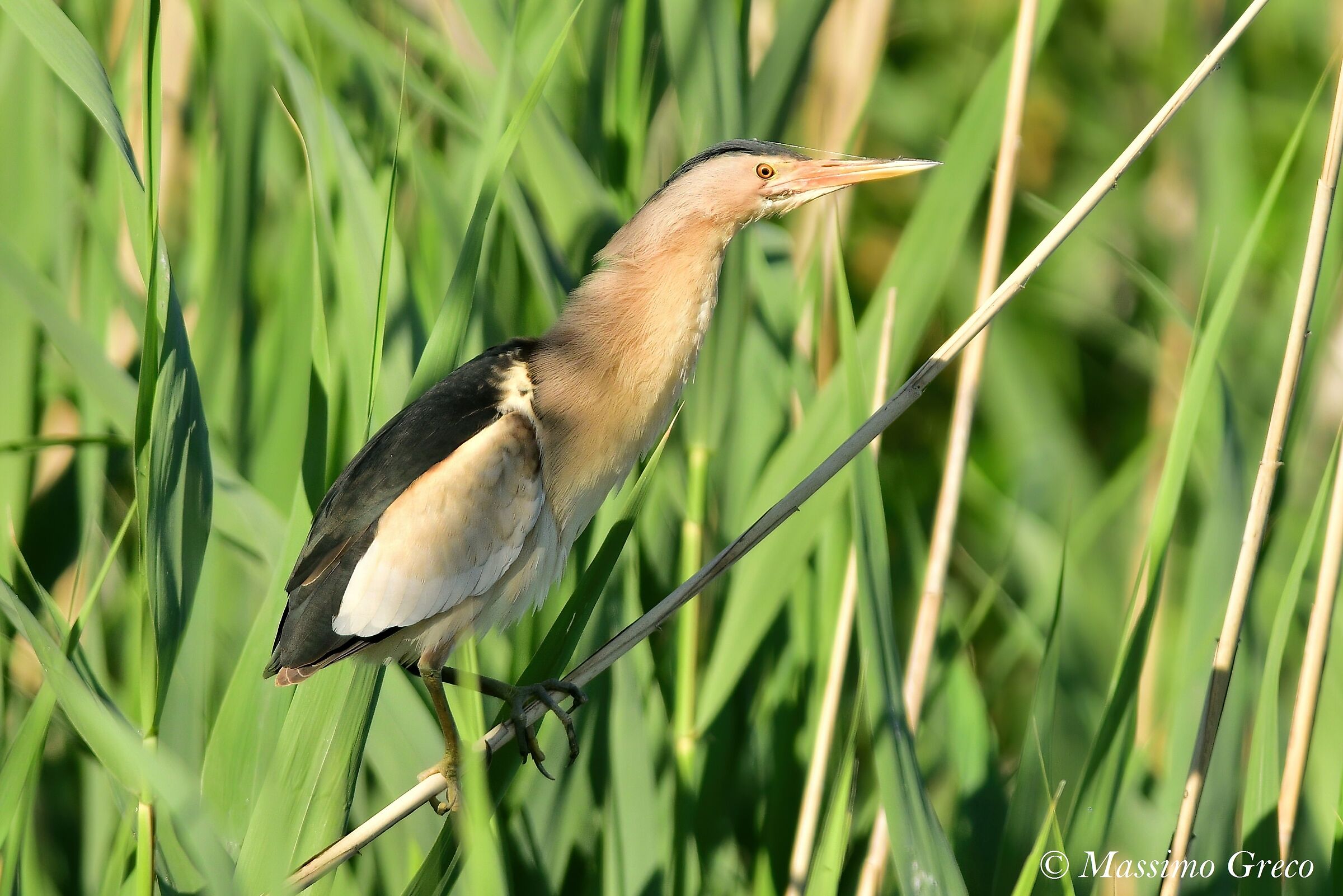 Tarabusino (Ixobrychus minutus)