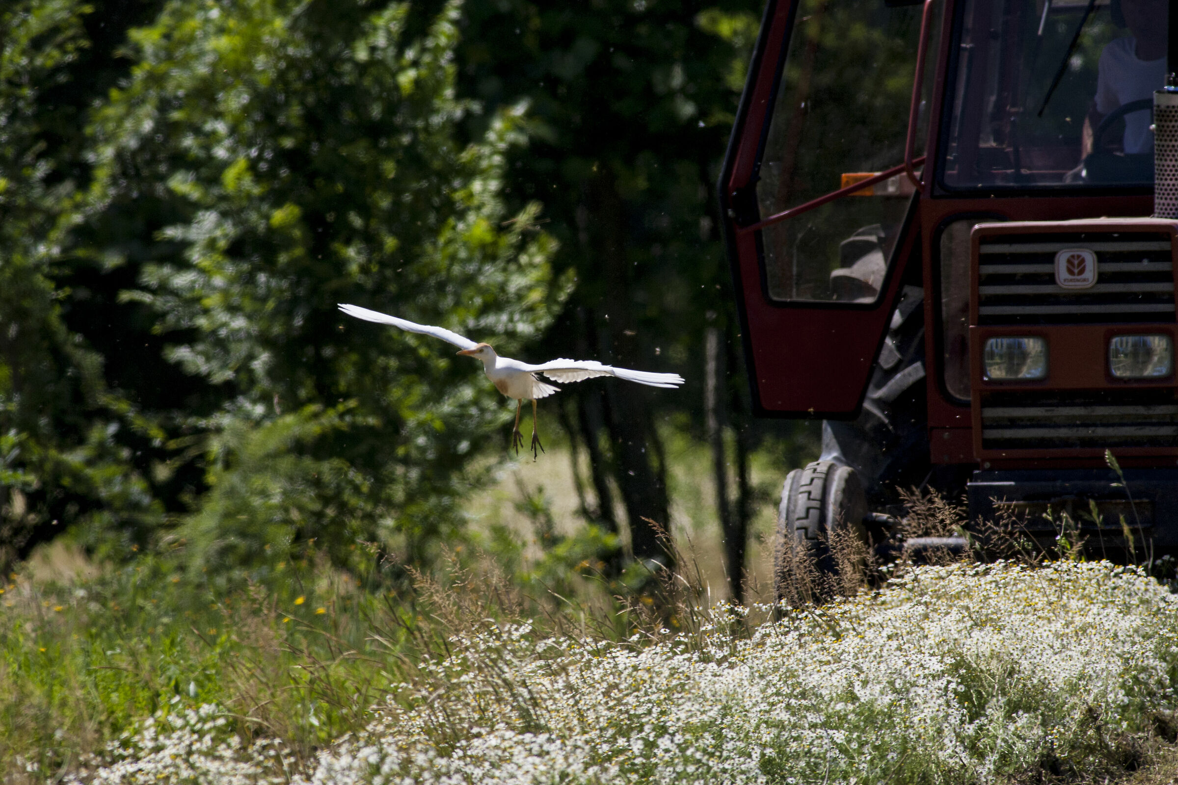 Guardabuoi e il contadino