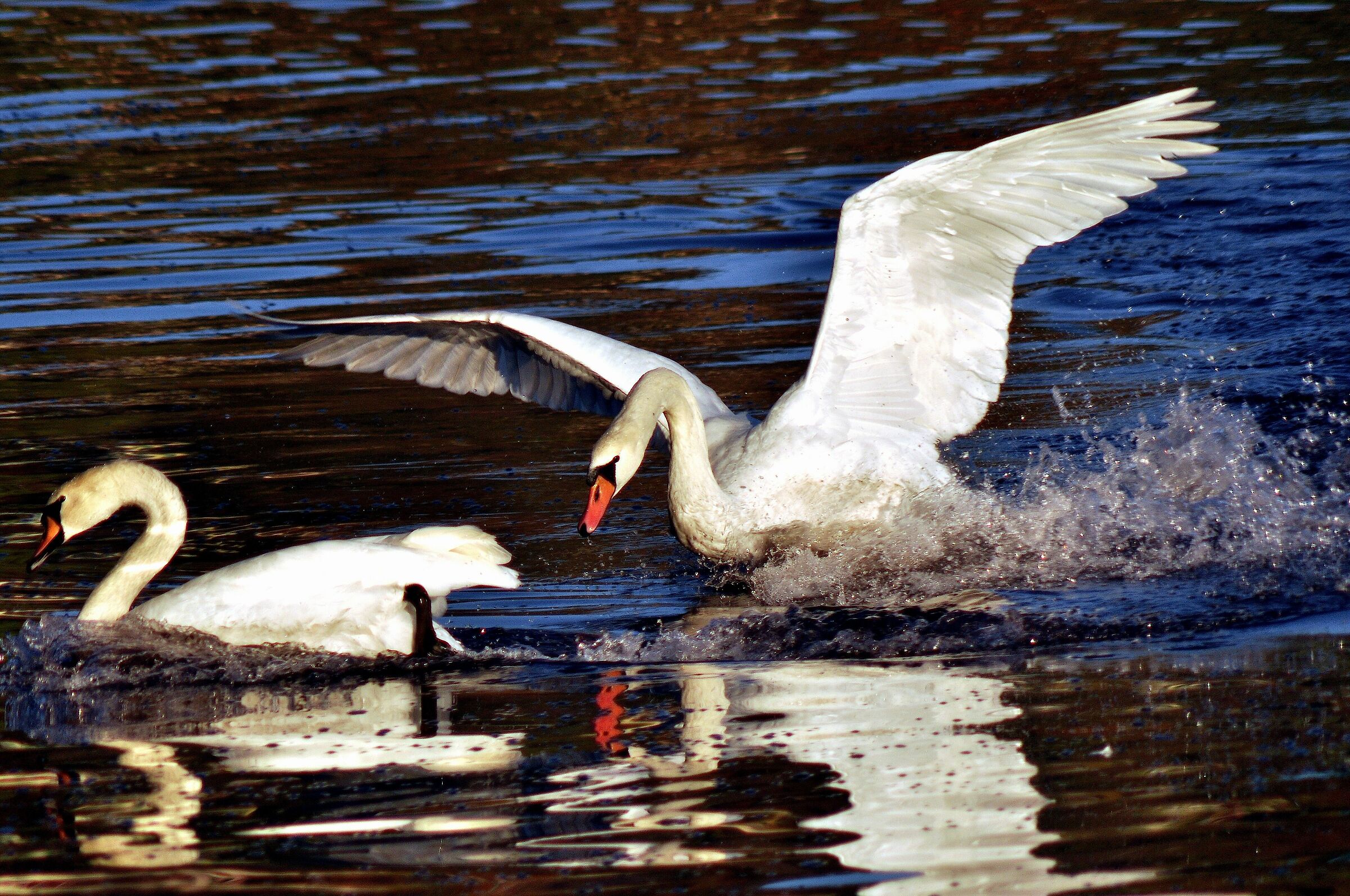 White wings