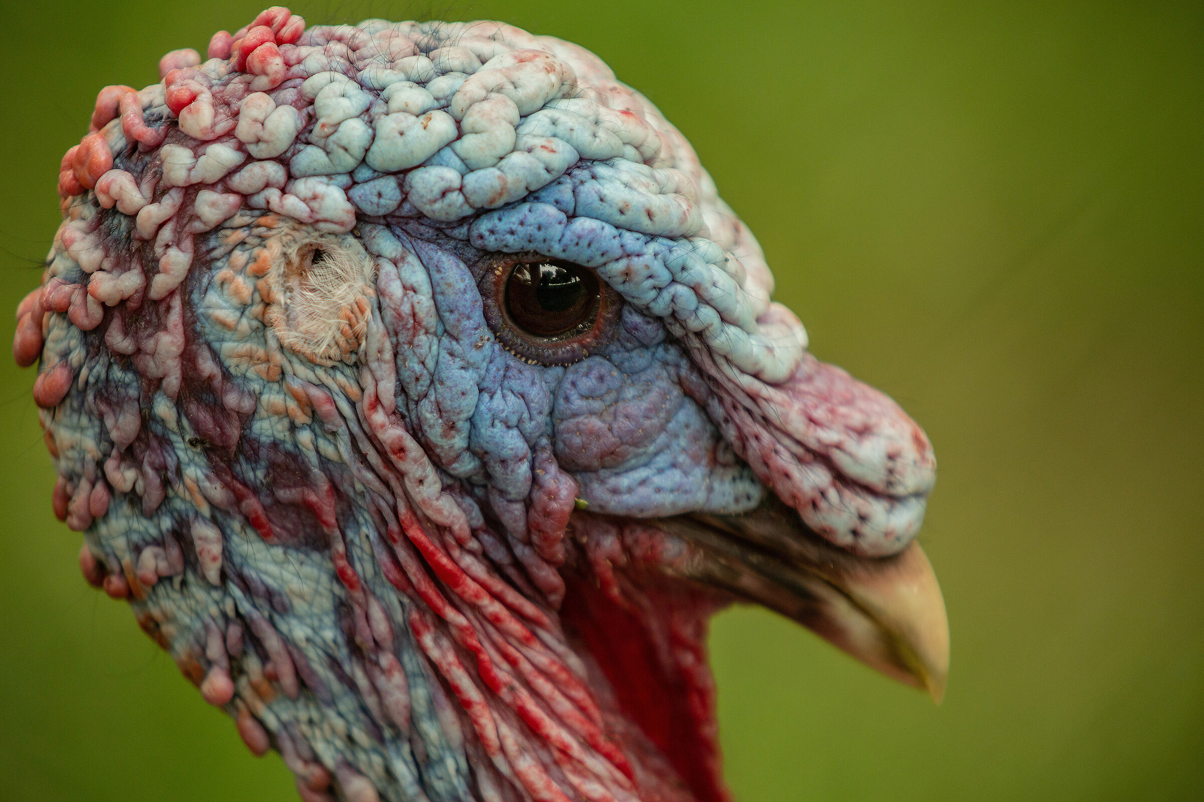 Between Turkey, Sanctuary of Our Lady of Barbana.