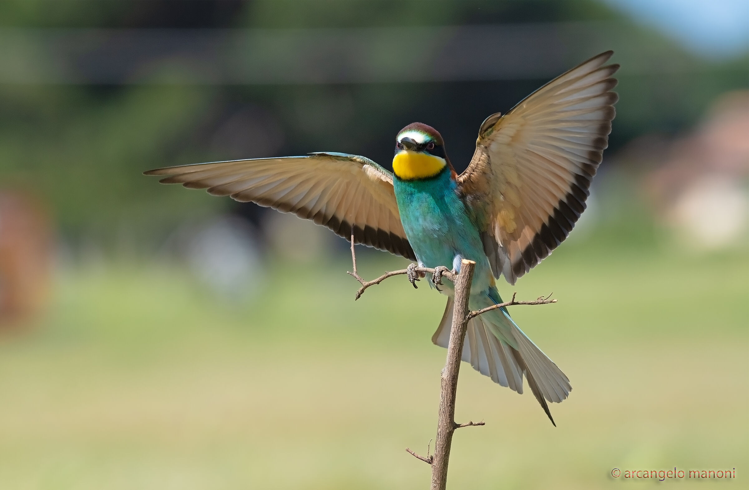 Le ali della libertà