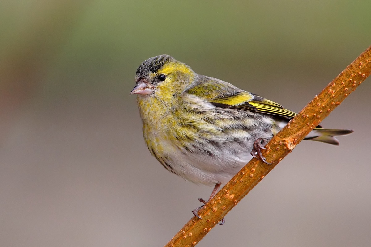 siskin