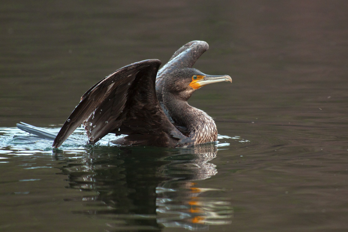 La partenza del Cormorano