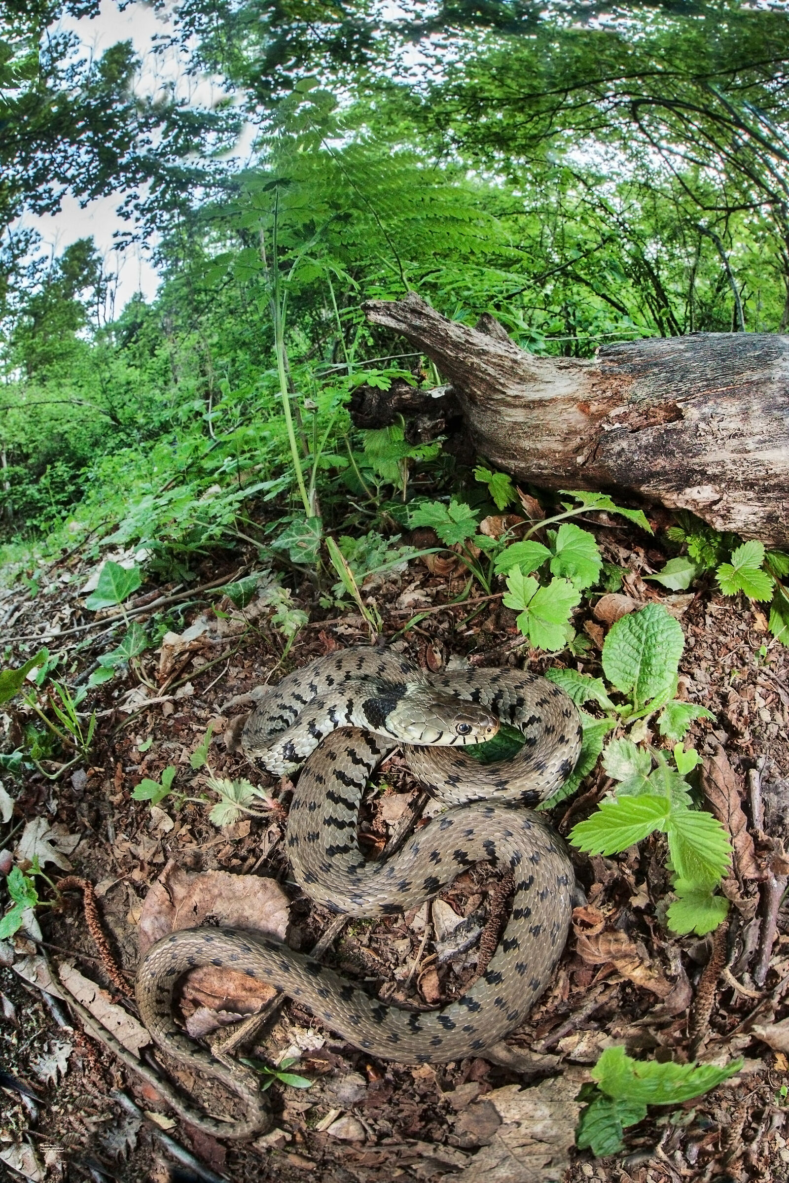 Natrice dal Collare e bosco igrofilo