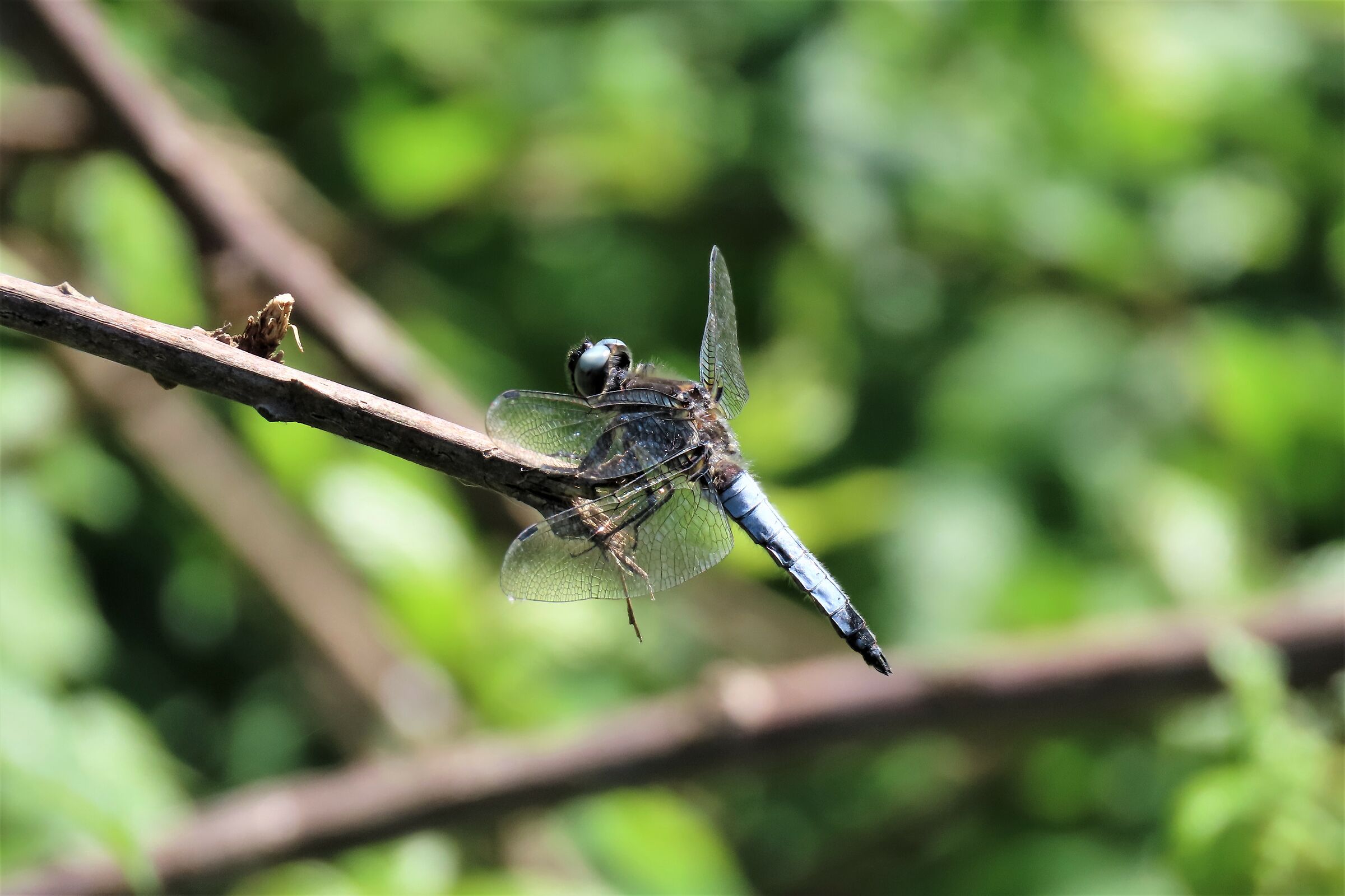 DRAGONFLY FULVA