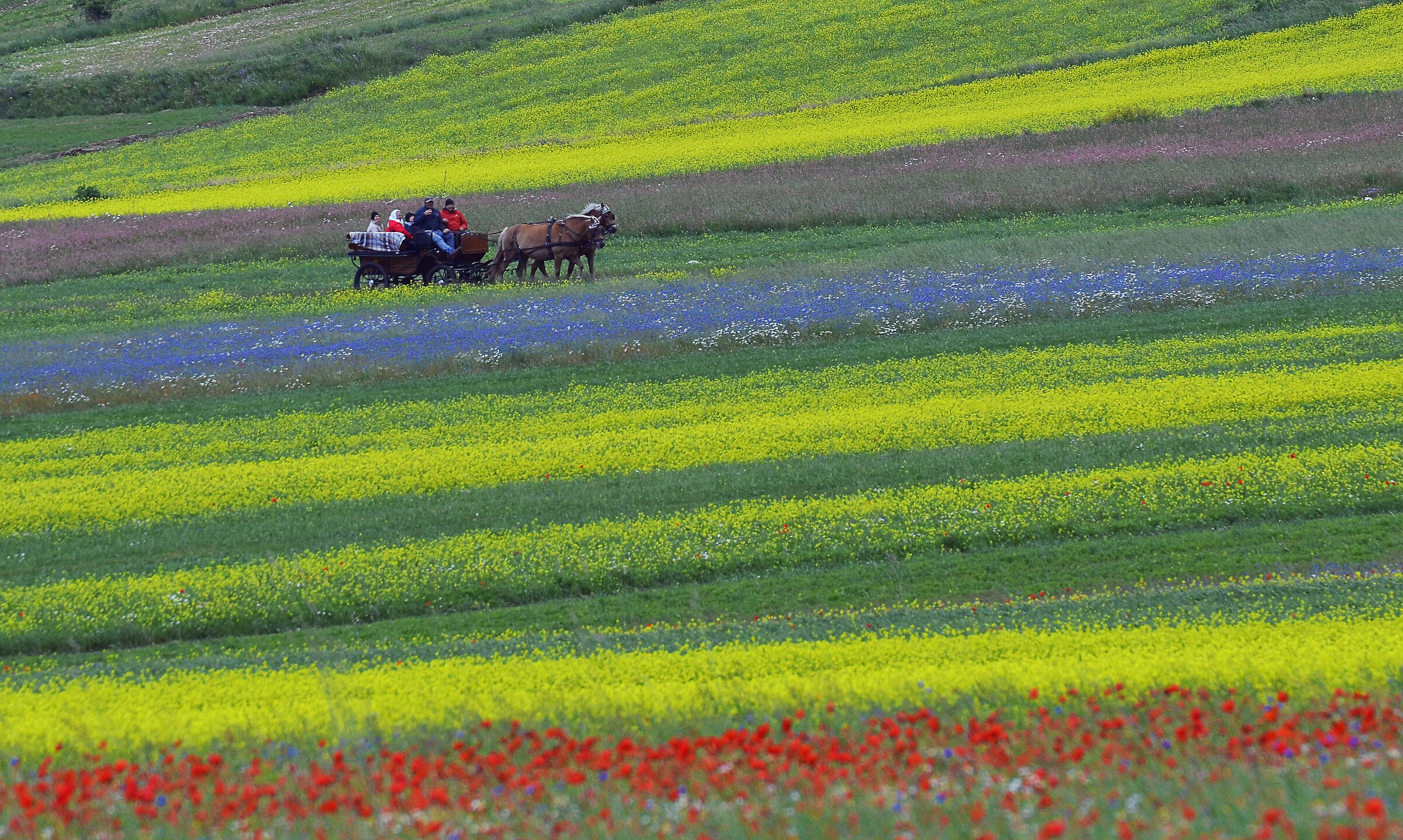 cloppete..cloppete..