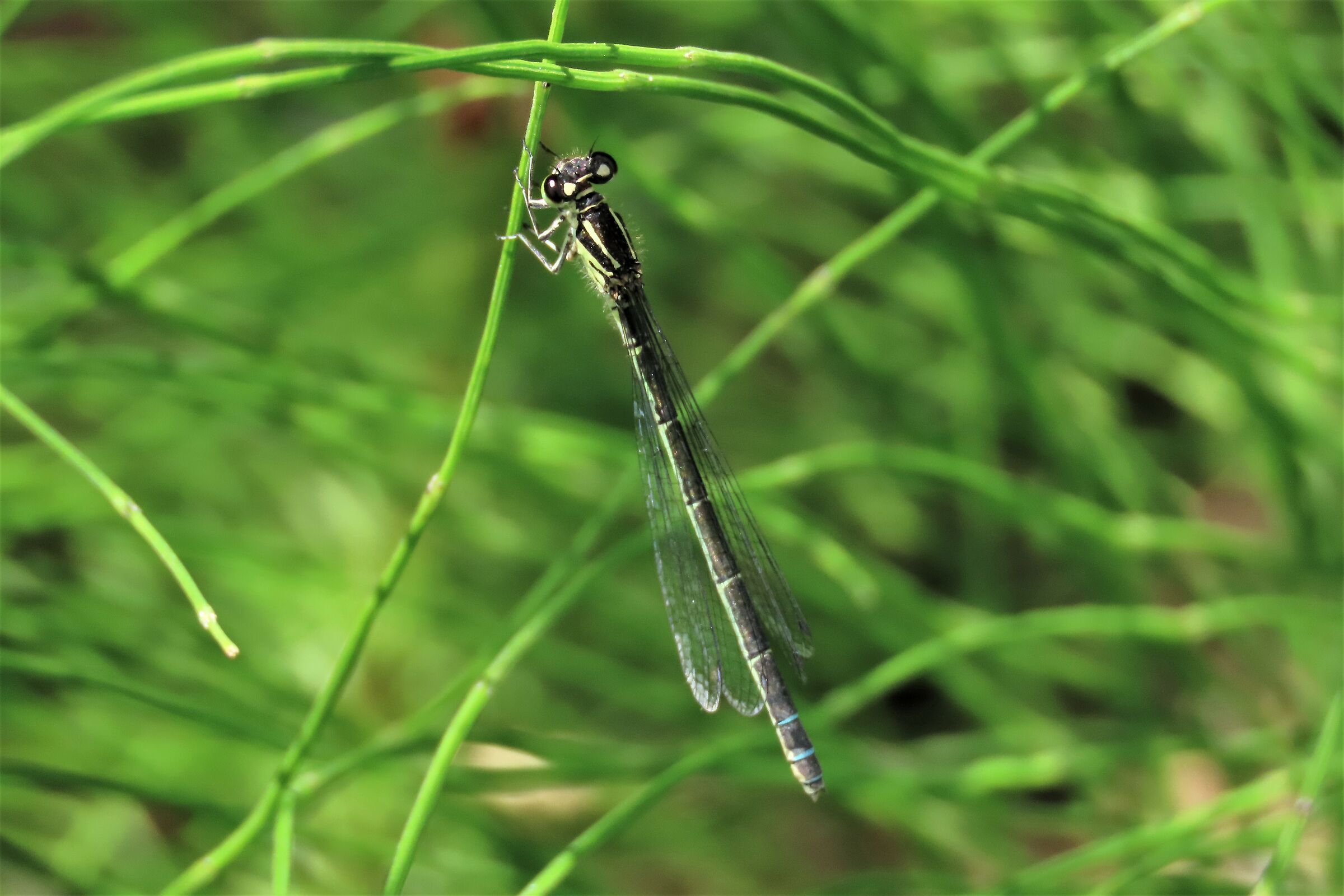 MERCURIAL COENAGRION