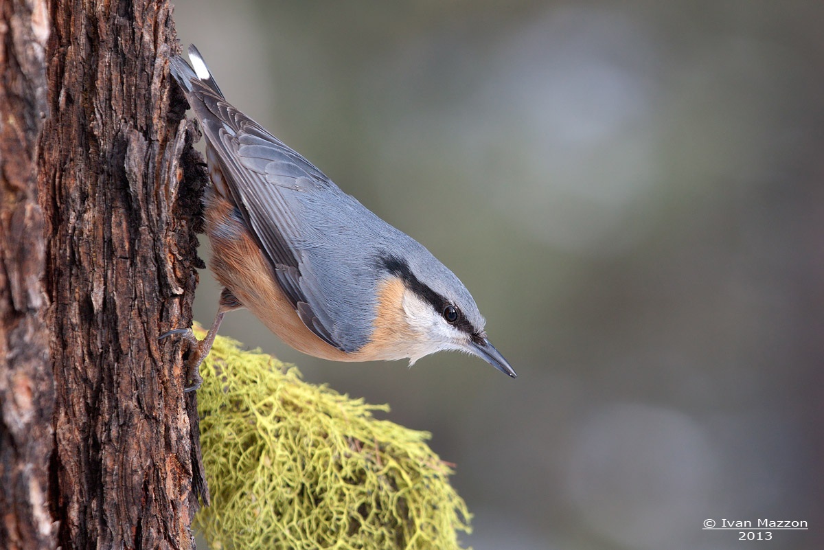 Picchio muratore (Sitta europaea)