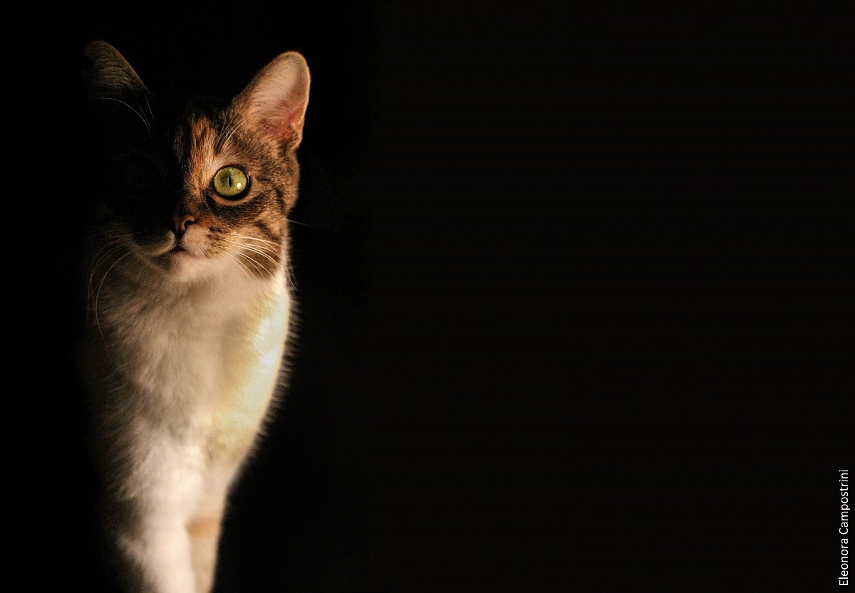 catturata dall'ombra