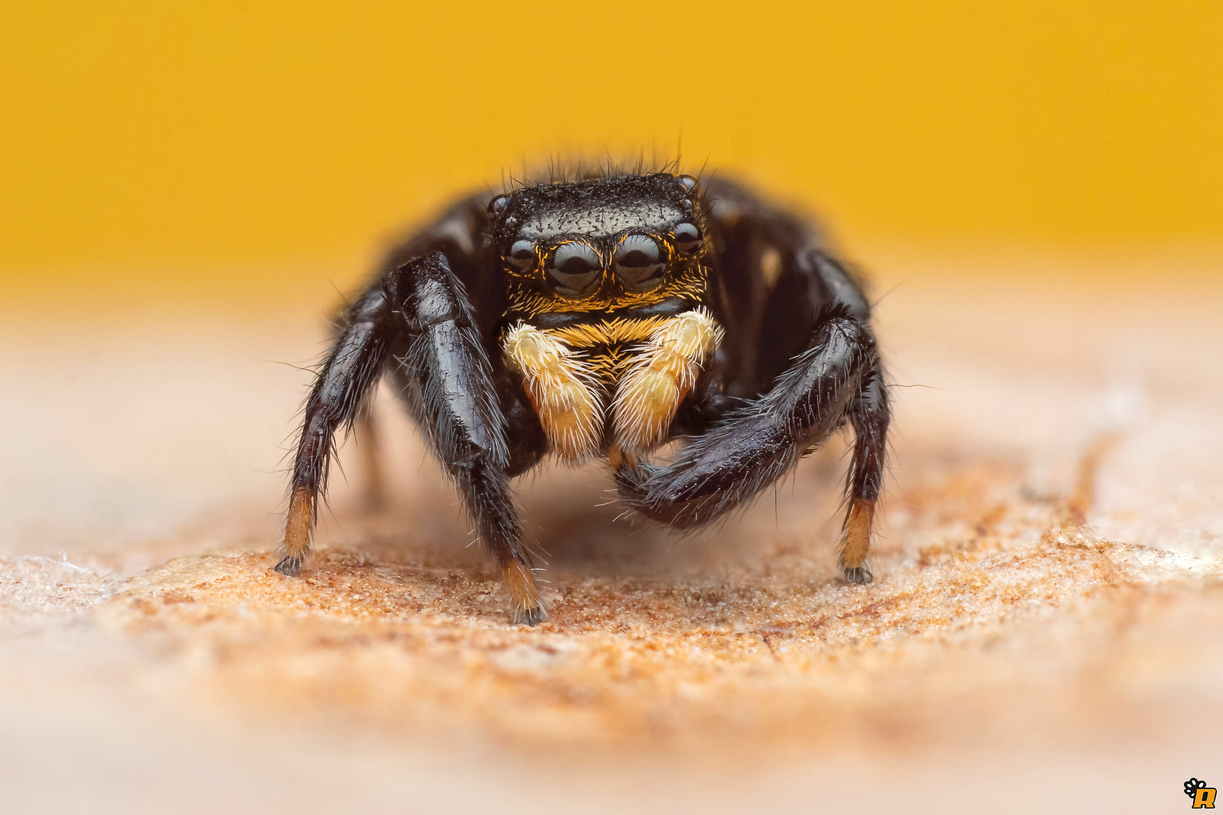 Euophrys herbigrada - maschio adulto