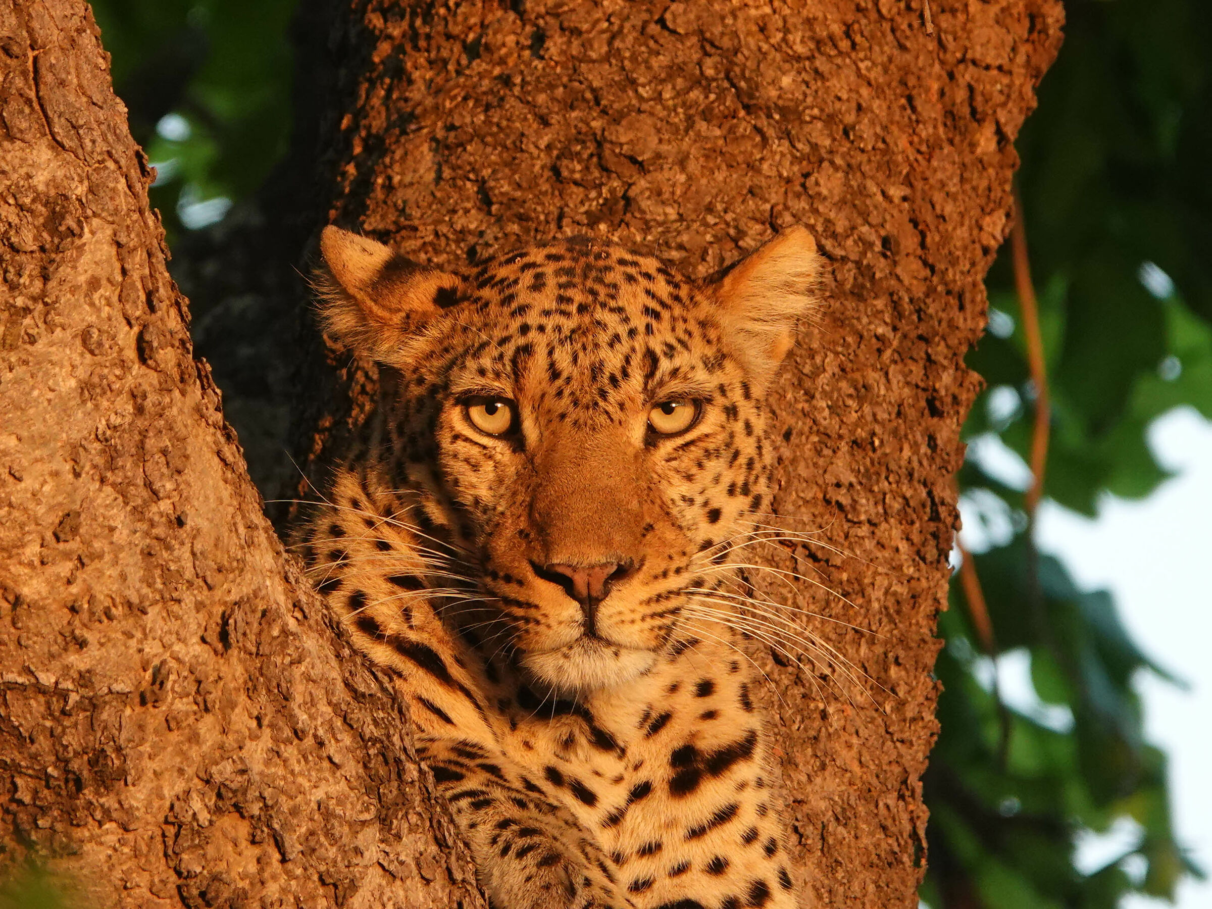 Leopardo