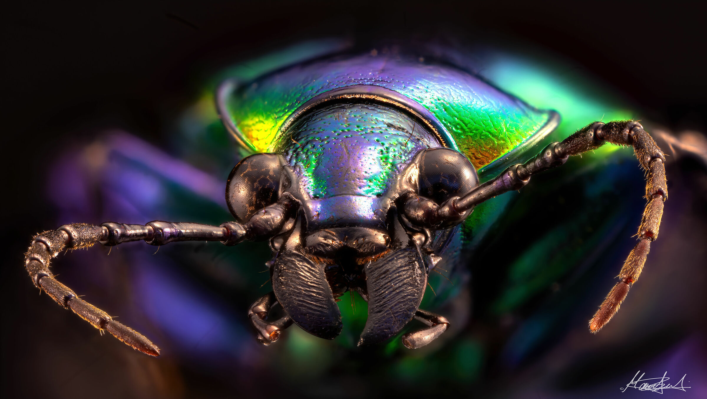 Calosoma aurocinctum
