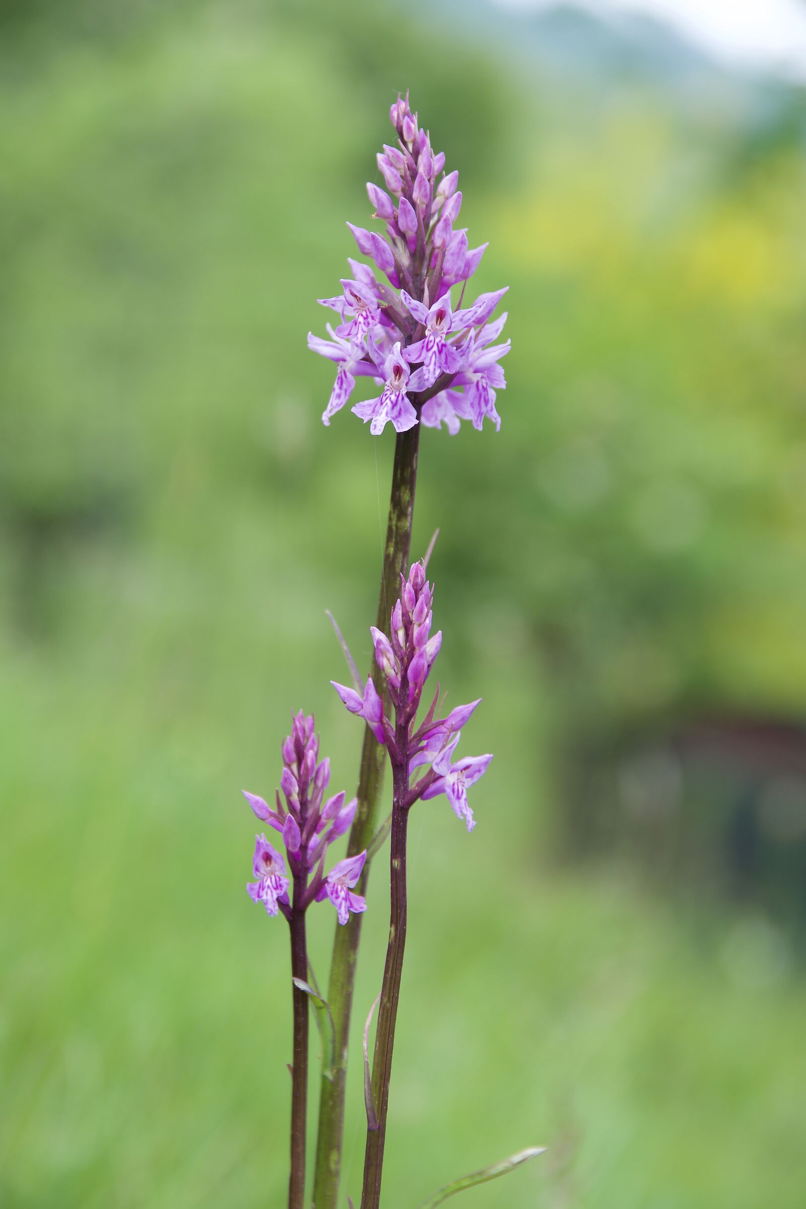 Dactylorhiza Fuchsie