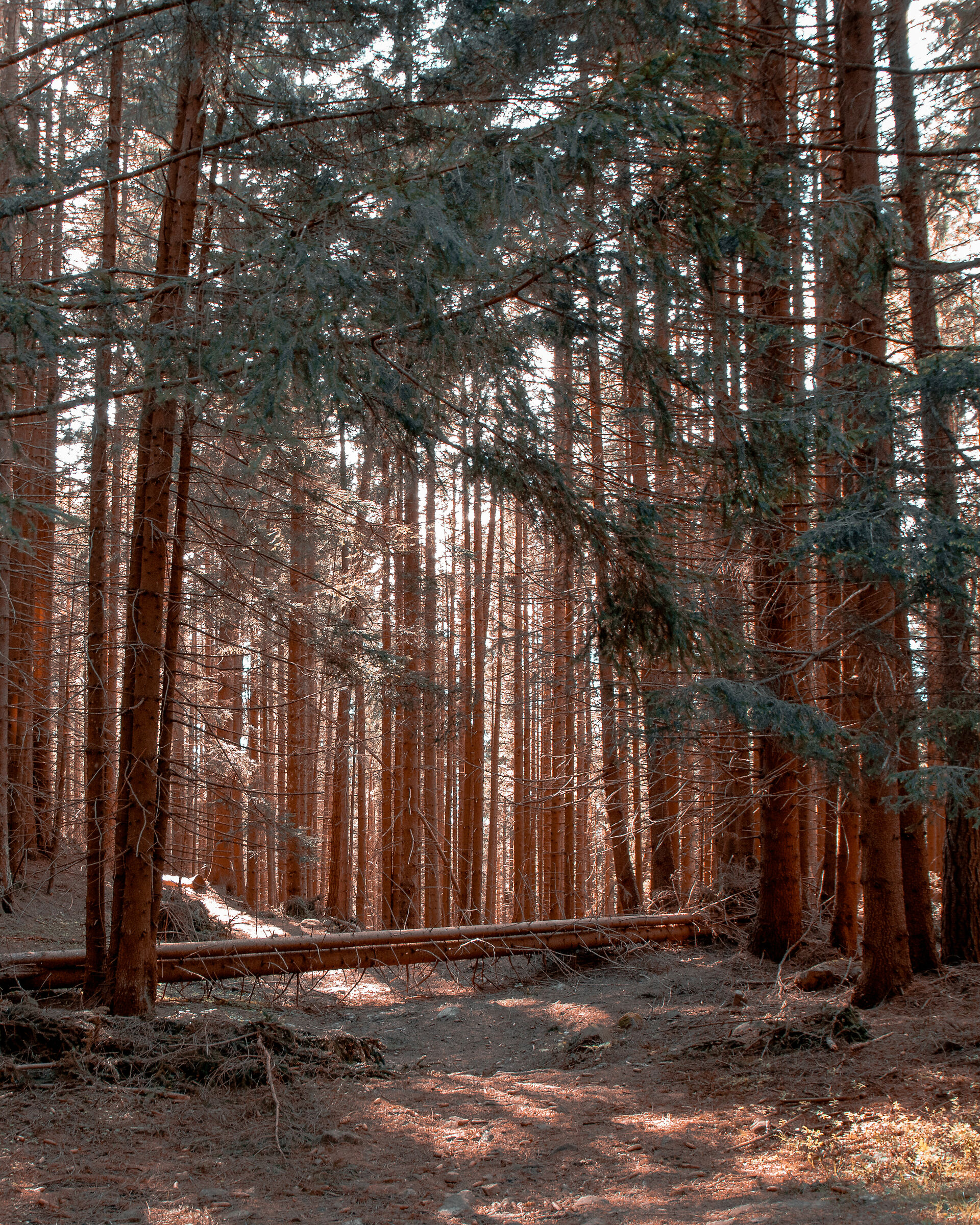 Foresta Tischenwarte(BZ)