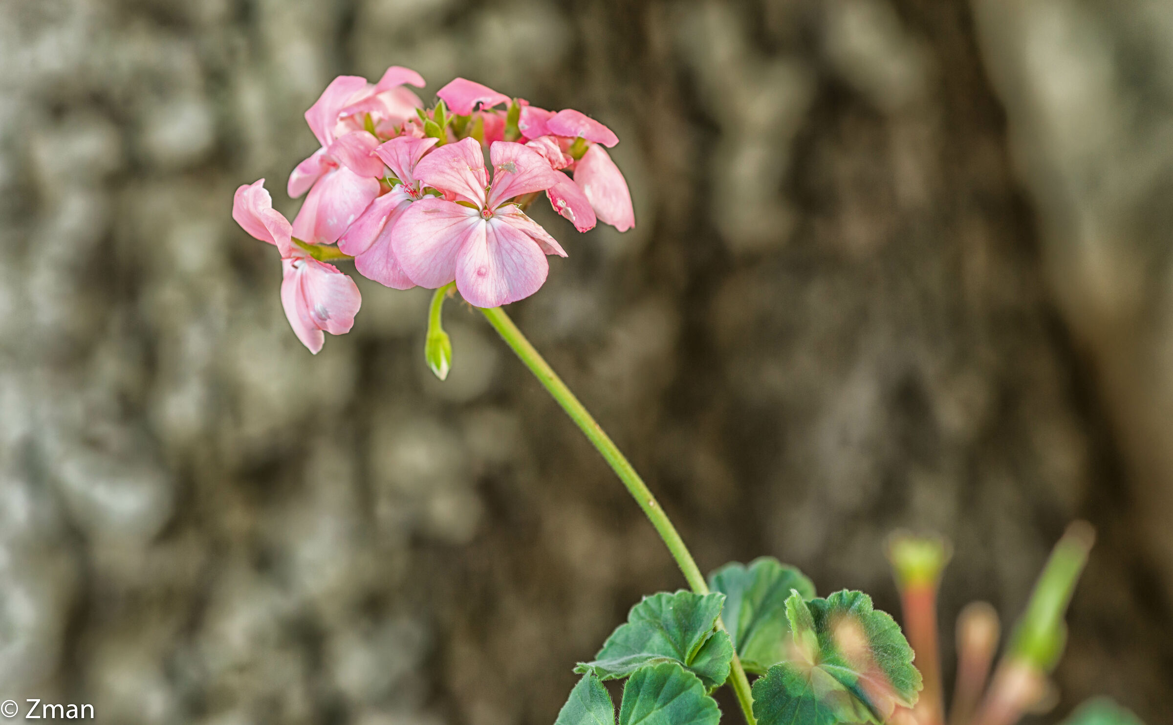 Horseshoe Geranium