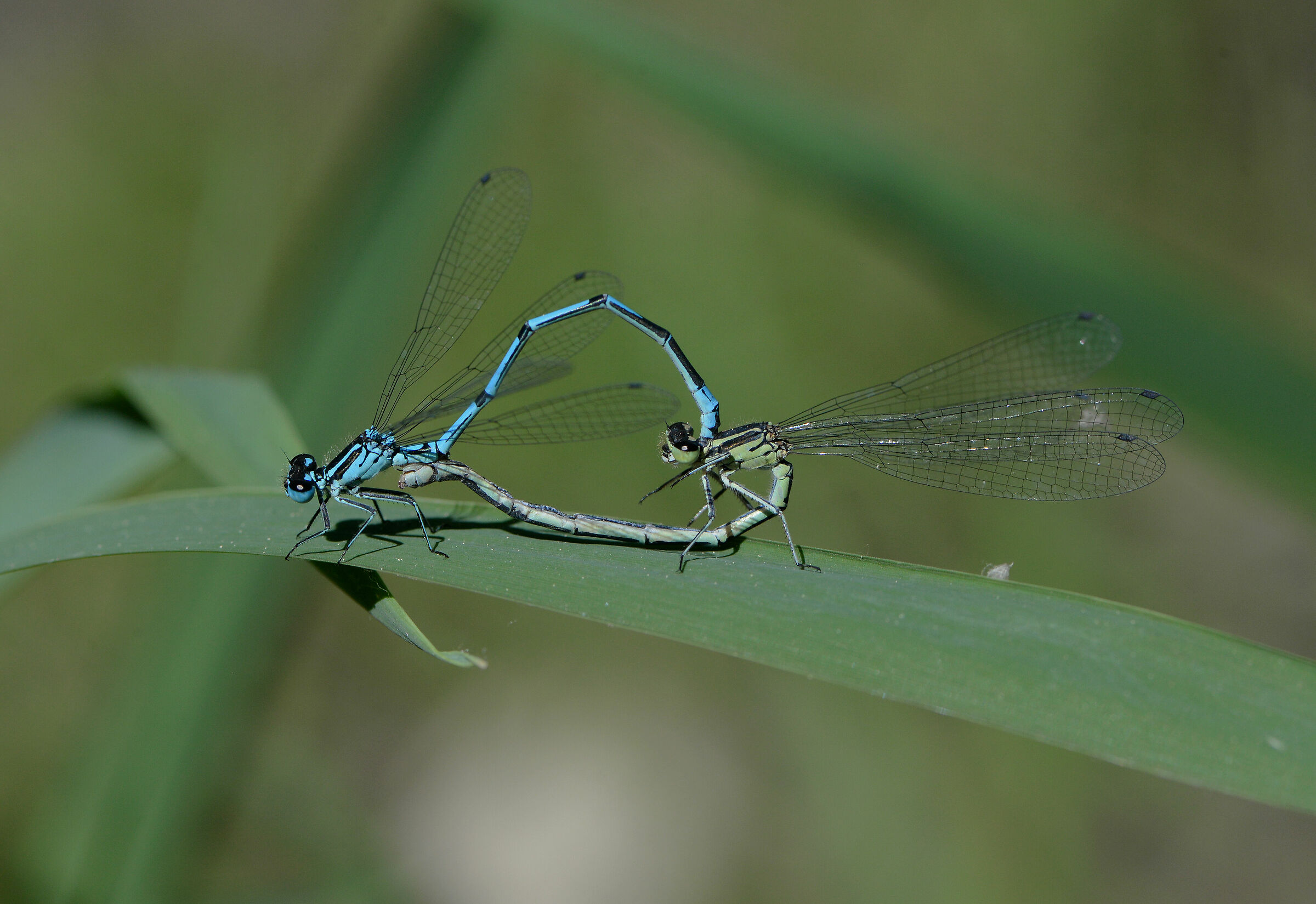Coenagrion puella