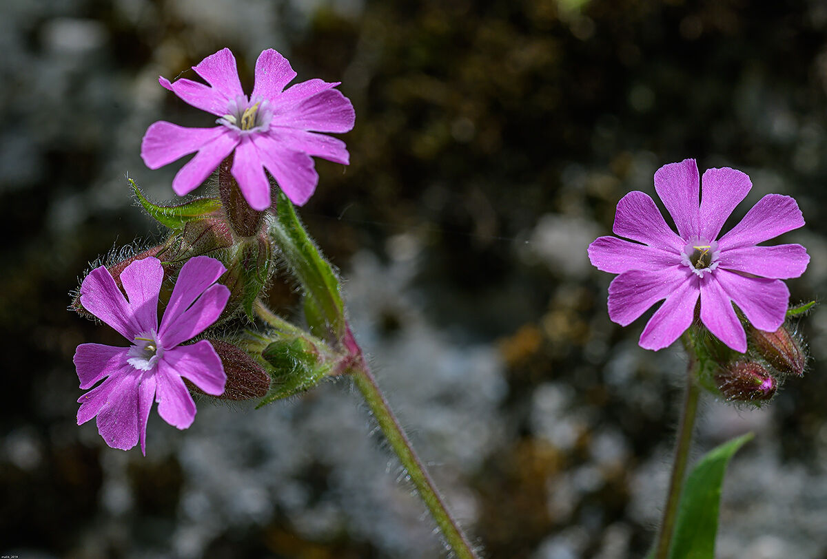 silene dioica