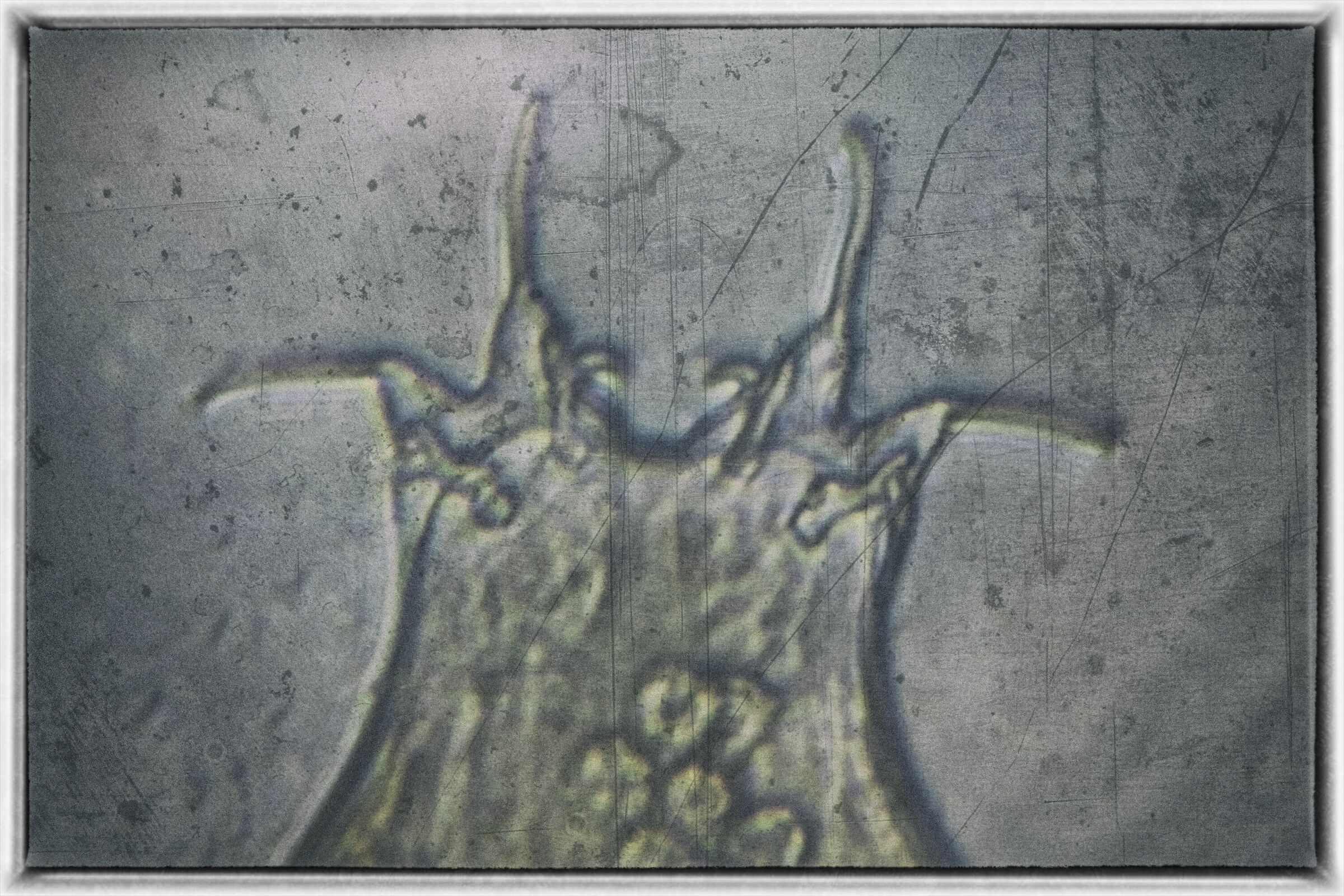 Wonderful perfection of Milnesium's claws